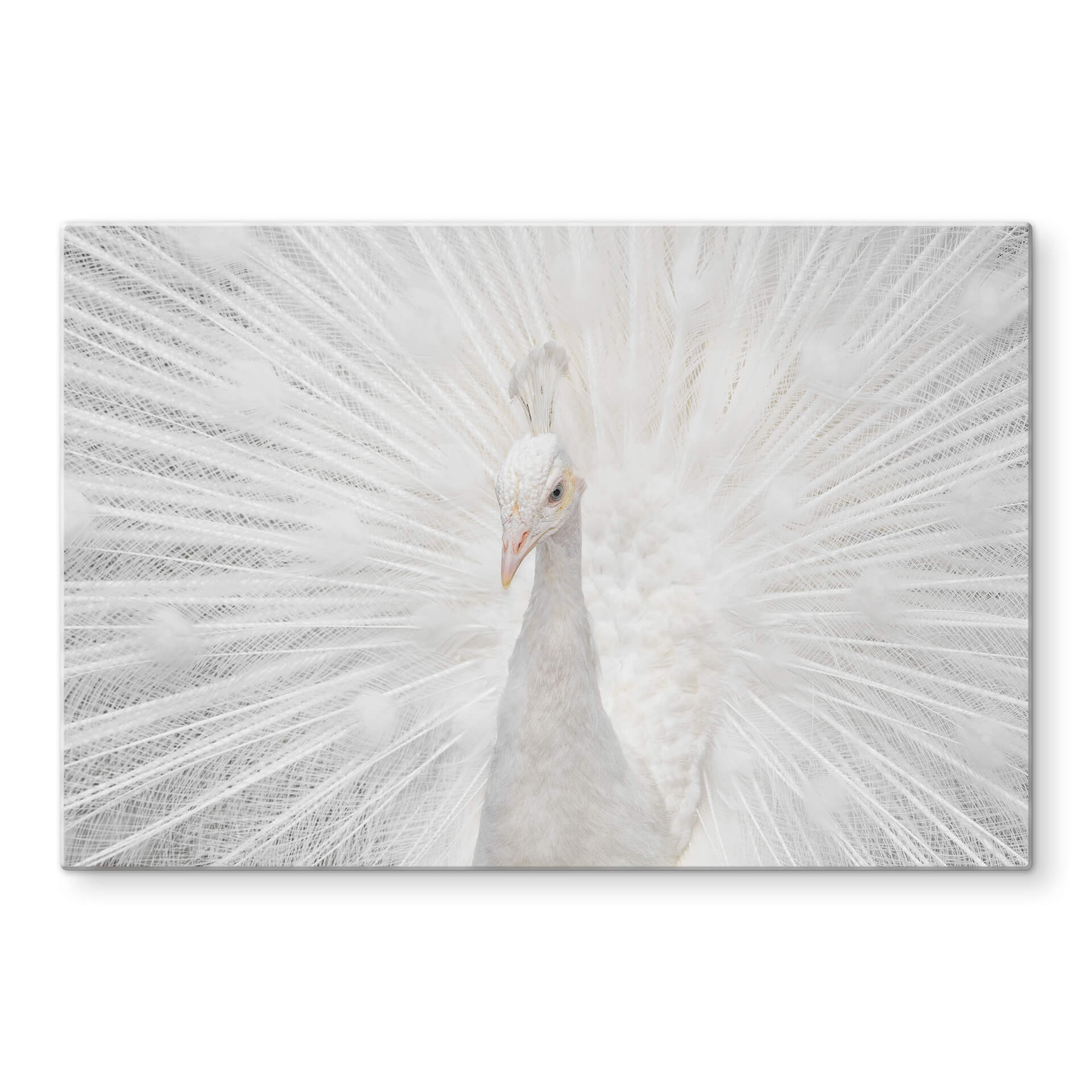Glasschilderij Fegari - White Peacock
