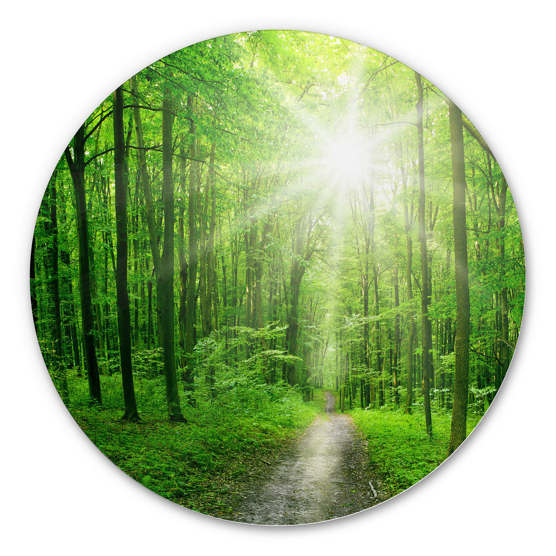 Alu-Dibond - Sunny forest - Rund