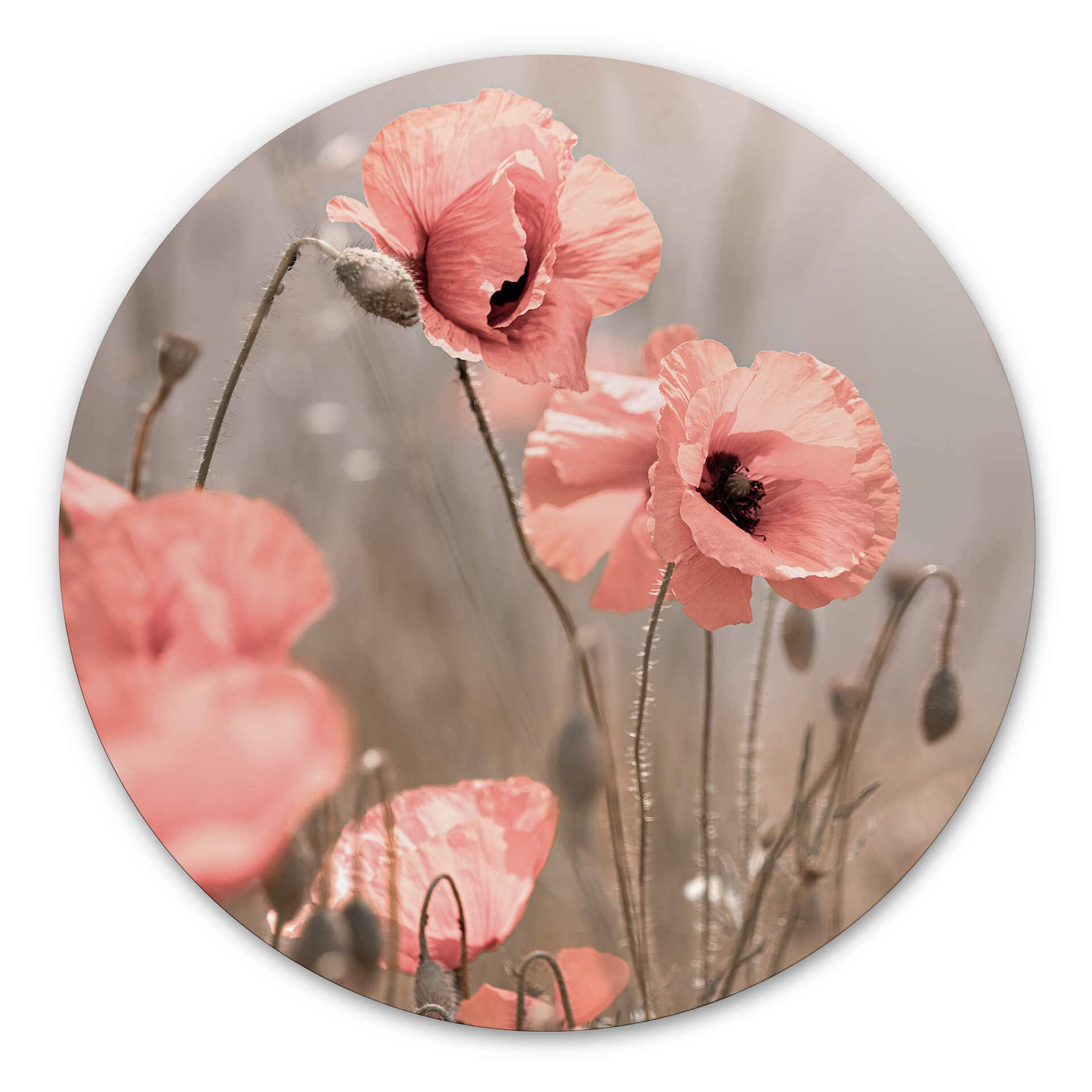 Wandcirkel Delgado - Poppy Flower Romance