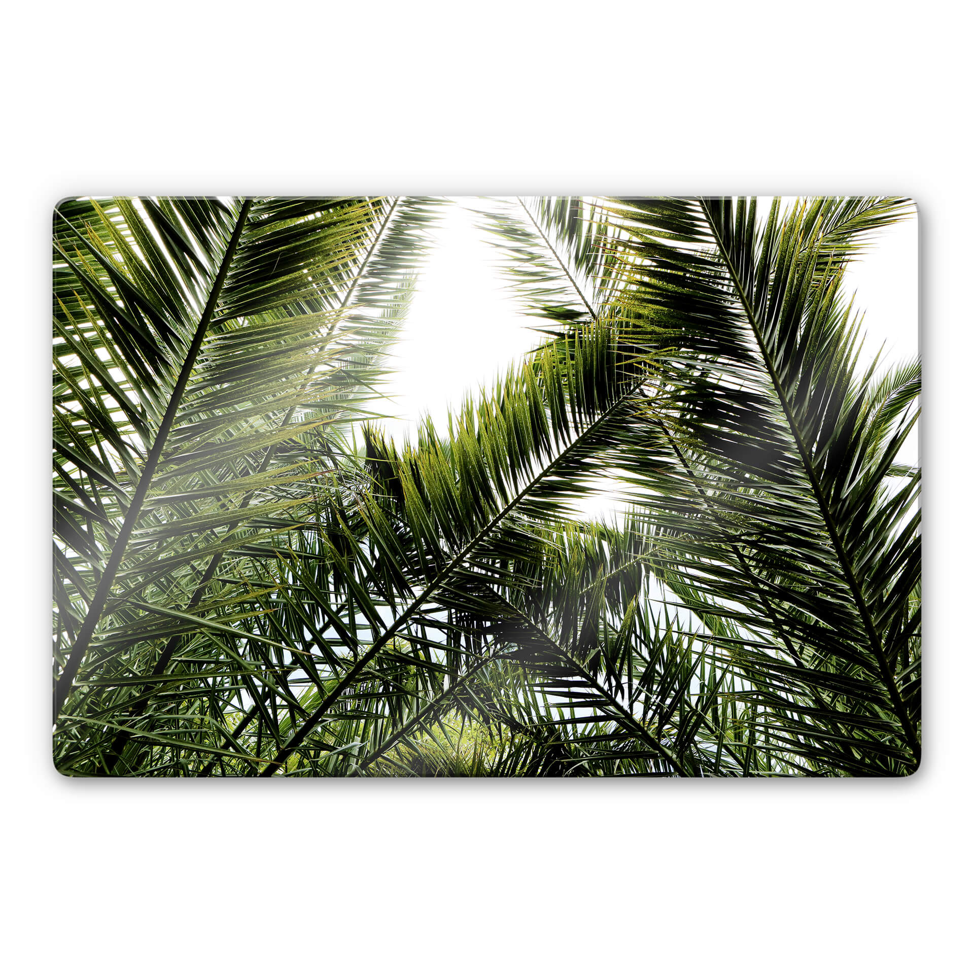 Glasschilderij Palmbomen