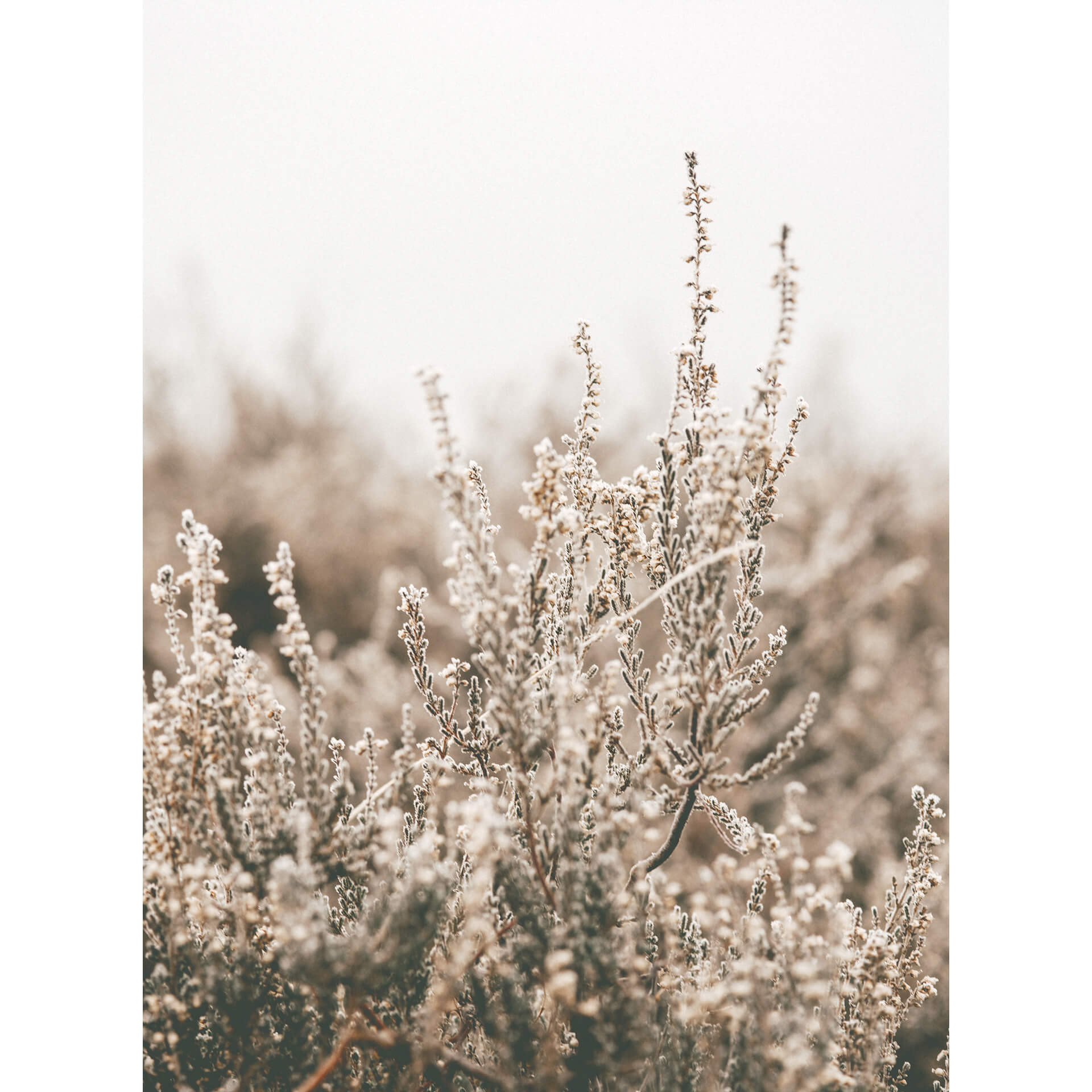 Fotobehang Annie - Grass