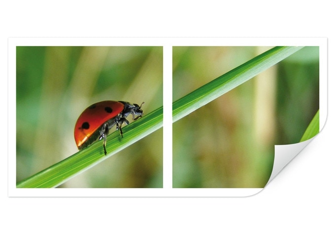 Poster autocollant - W - Coccinelle en Solo