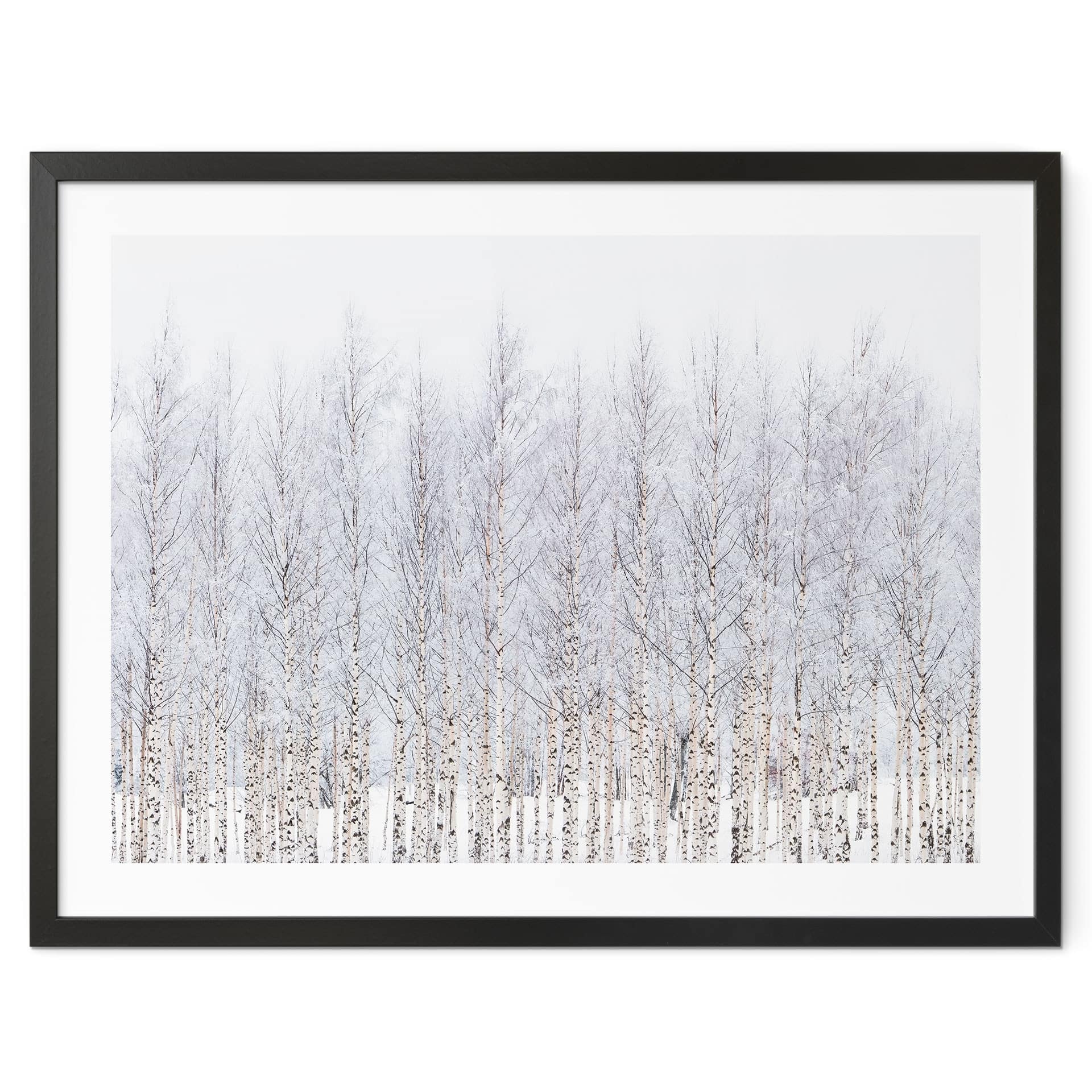 Poster Forêt de bouleaux en hiver - EMELIEmaria