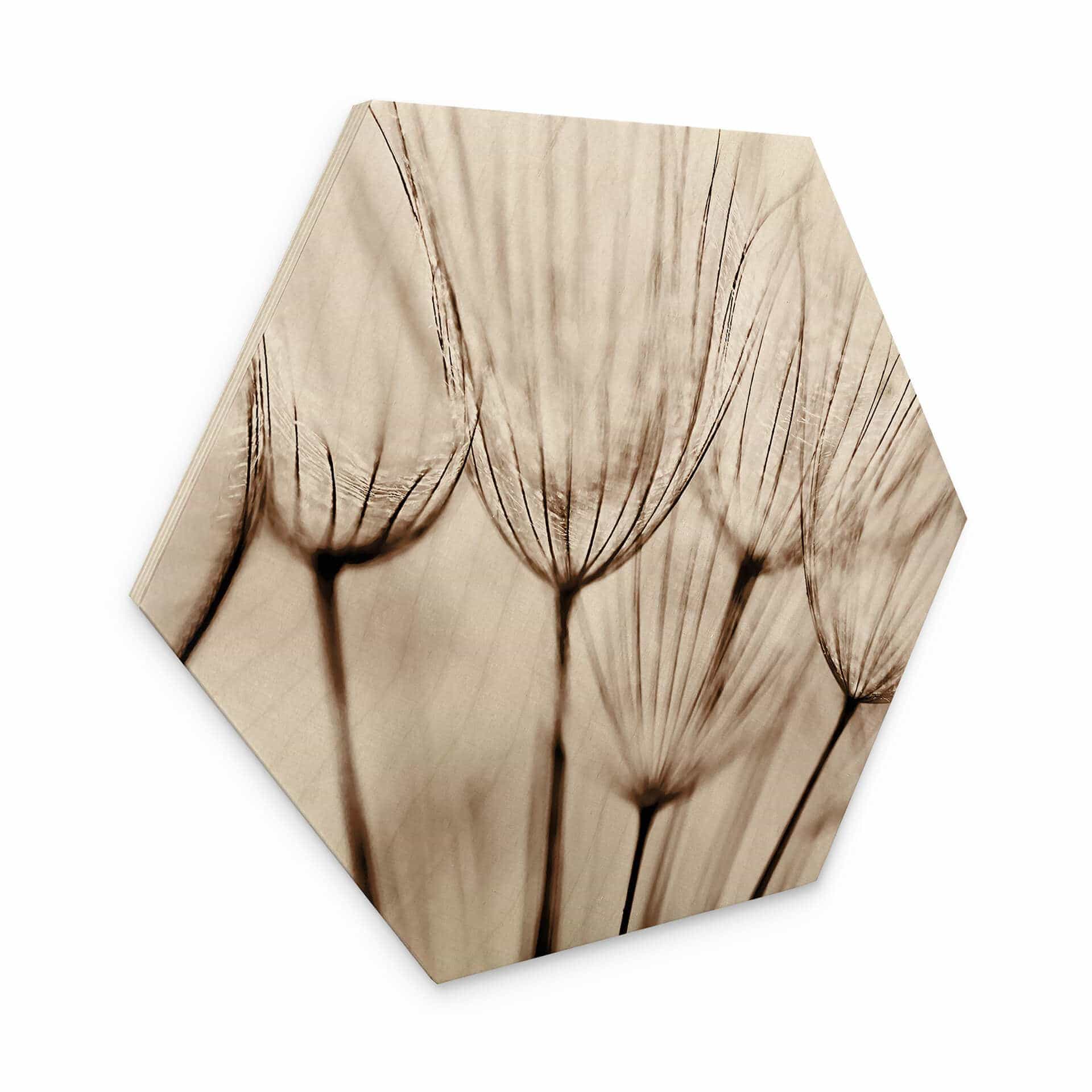 Hexagone - Bois Parapluie d'aviateur
