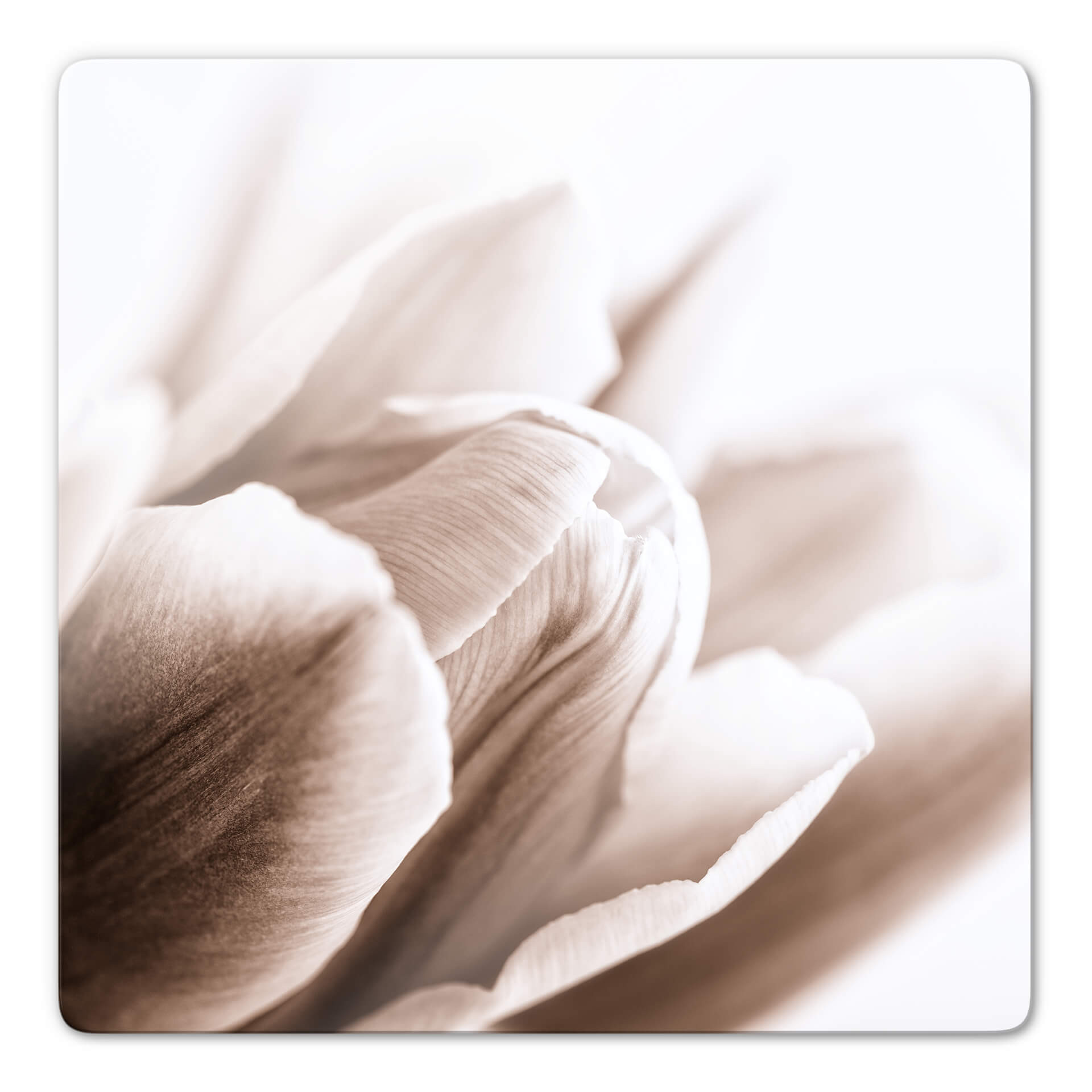 Glasbillede - Tulipaner
