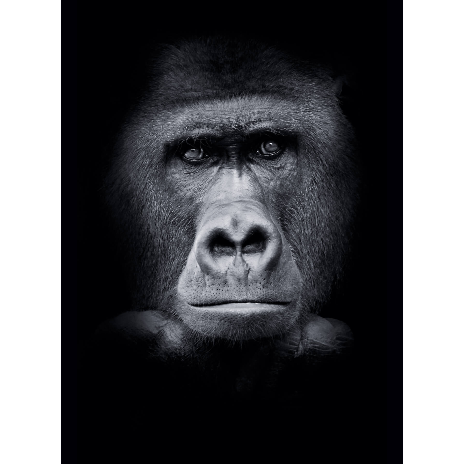 Fotobehang Gorilla