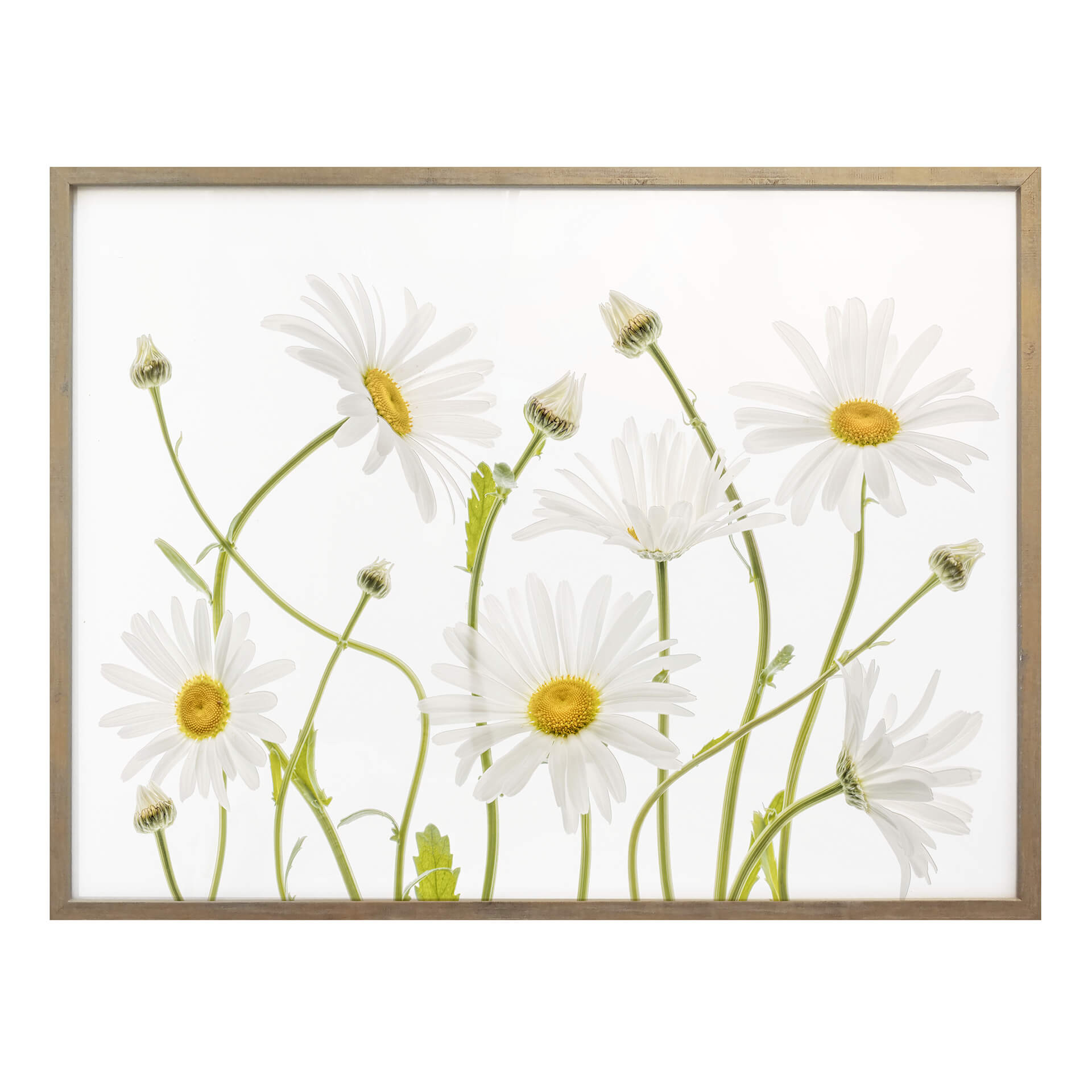 Plakat Disher - Ox eye Daisies