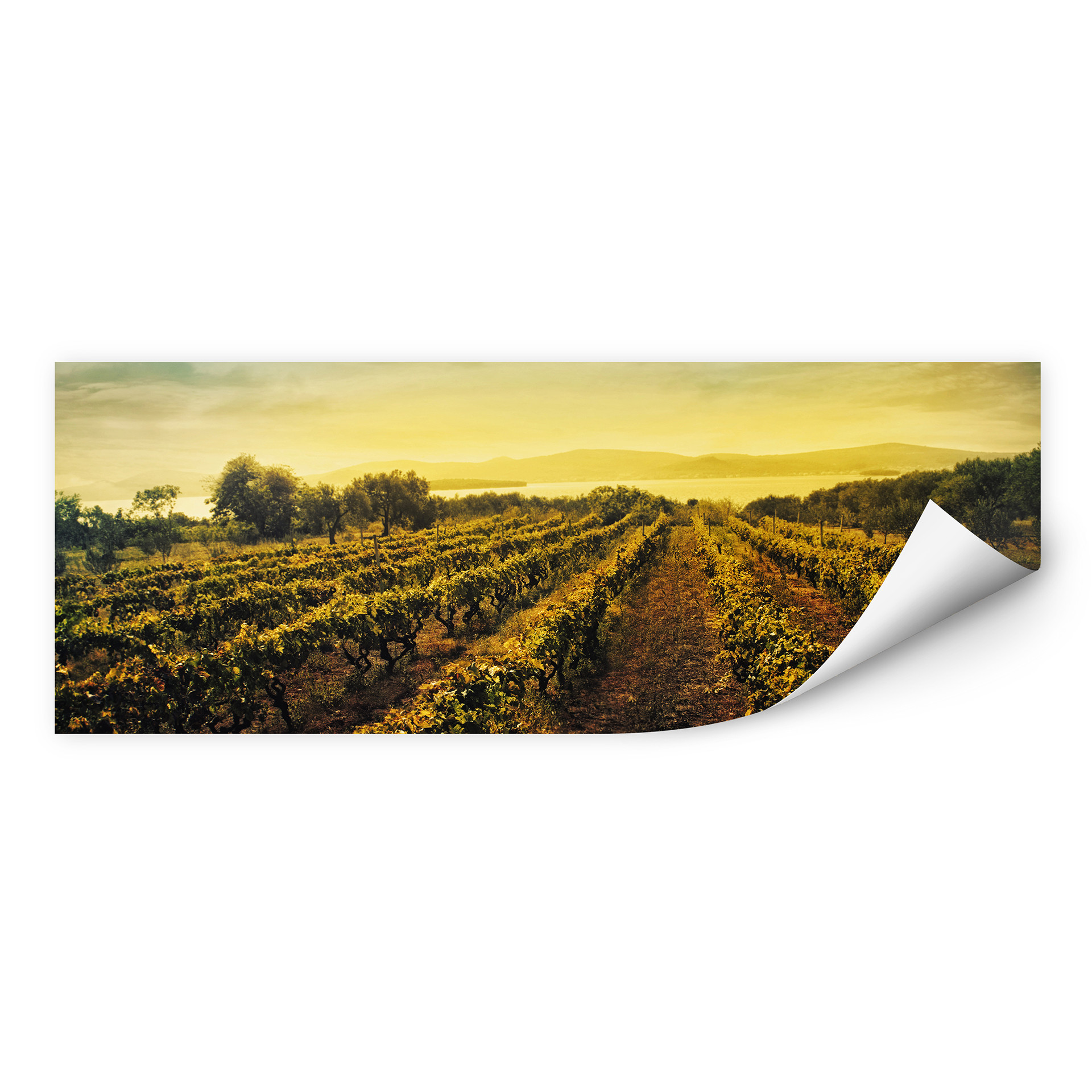 Wallprint W - Weinreben im Sonnenuntergang - Panorama