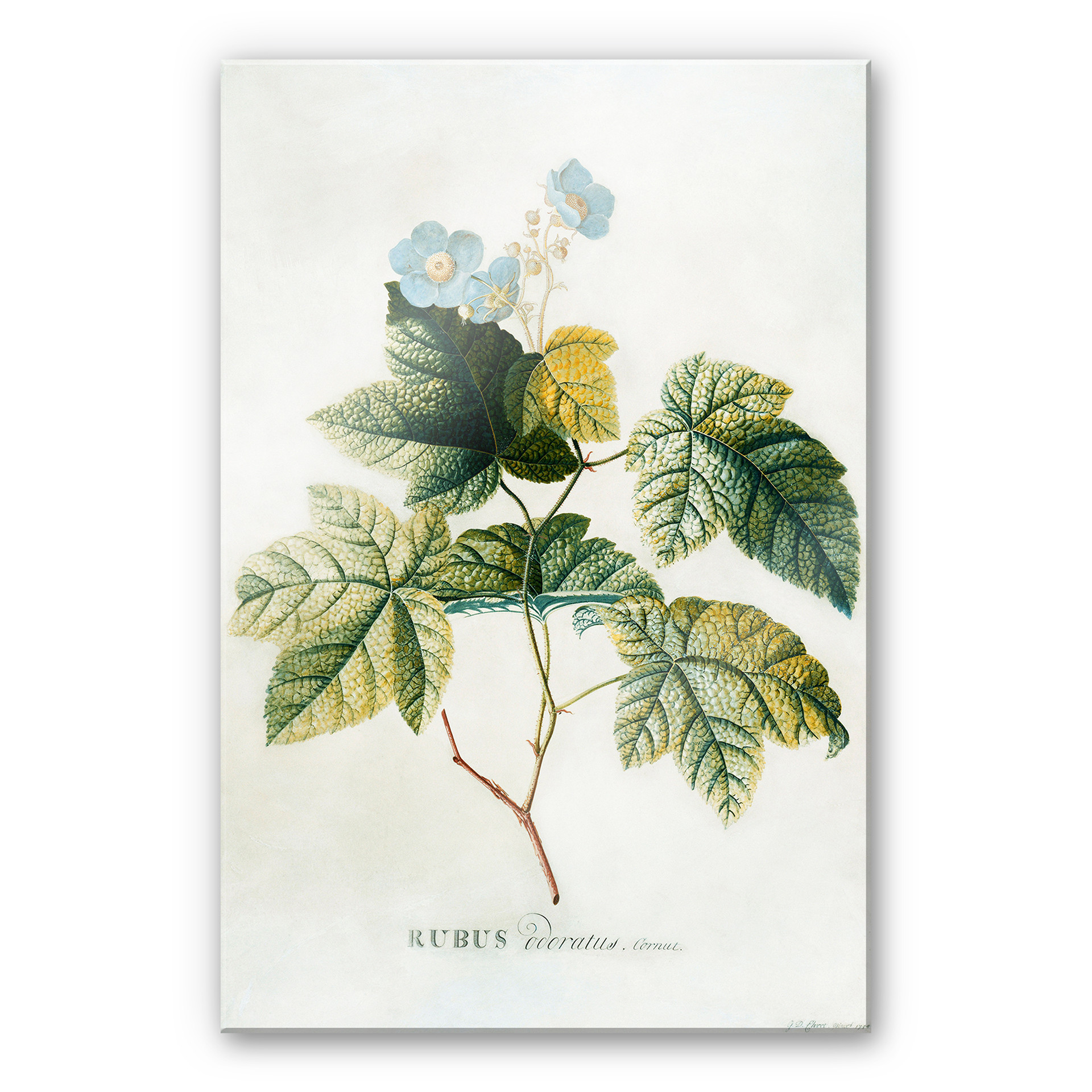 Akrylbillede Ehret - Rubus