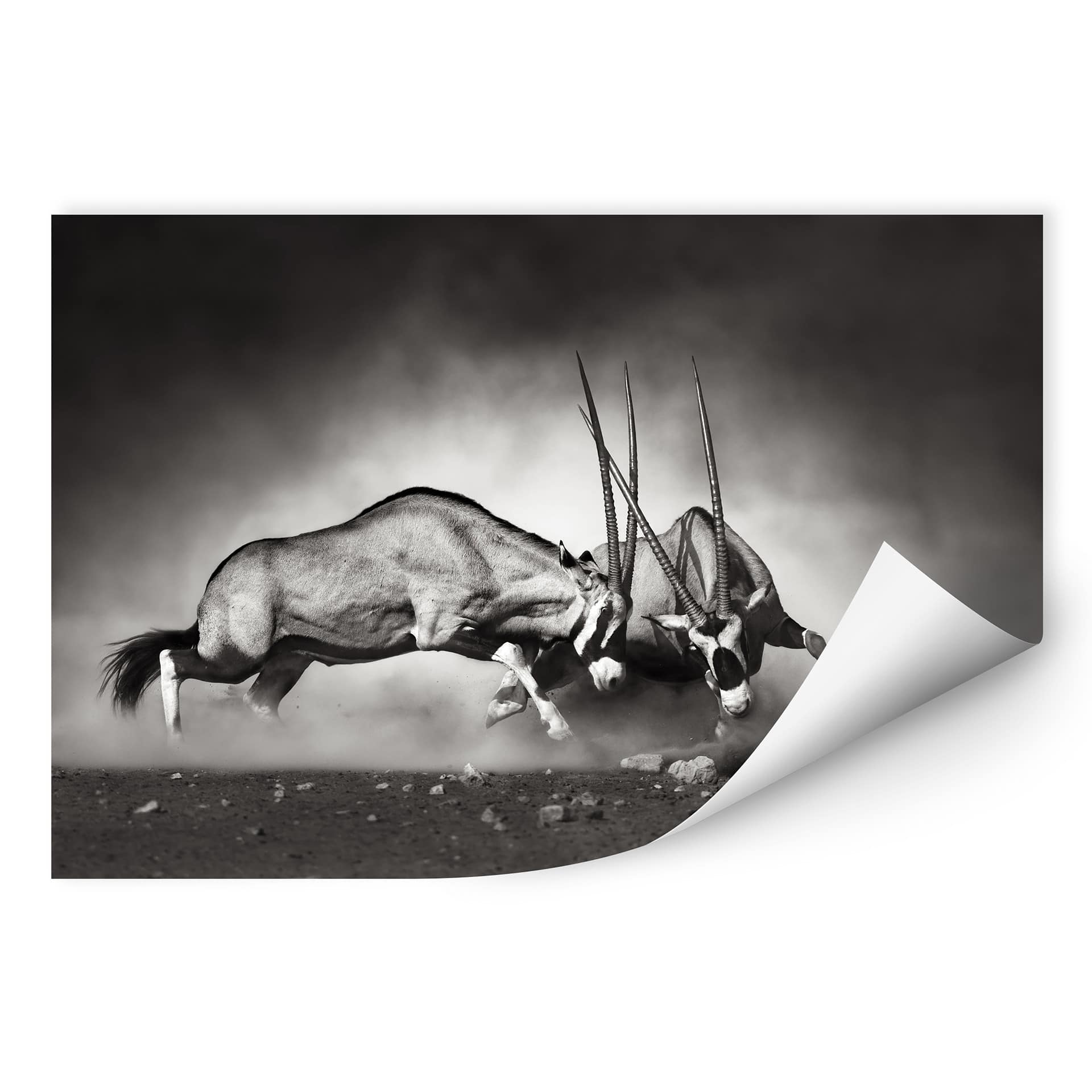Wallprint W - Das Duell