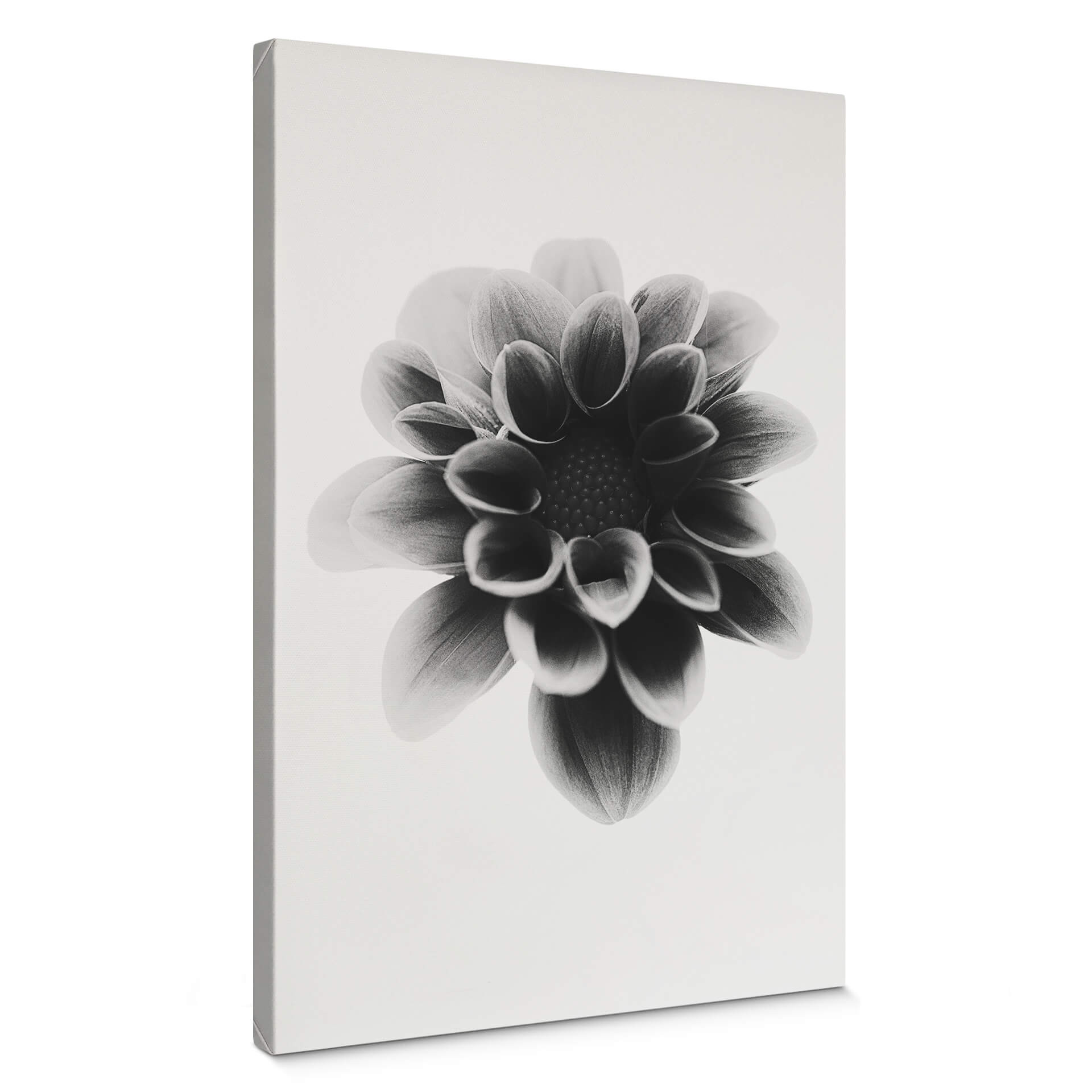 Obraz na płótnie Grønkjær - Dahlia