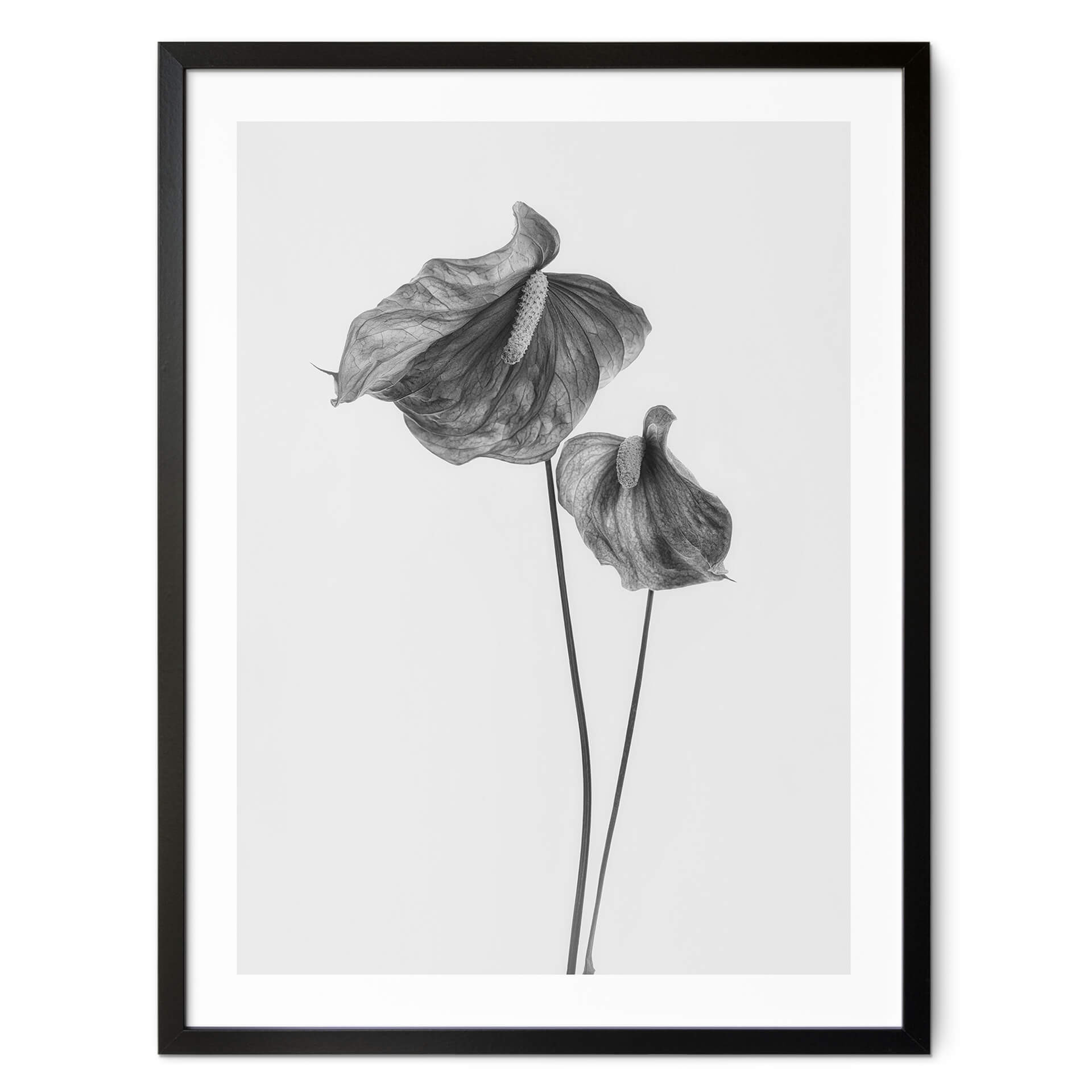 Plakat Grønkjær - Anthurium czarno-białe