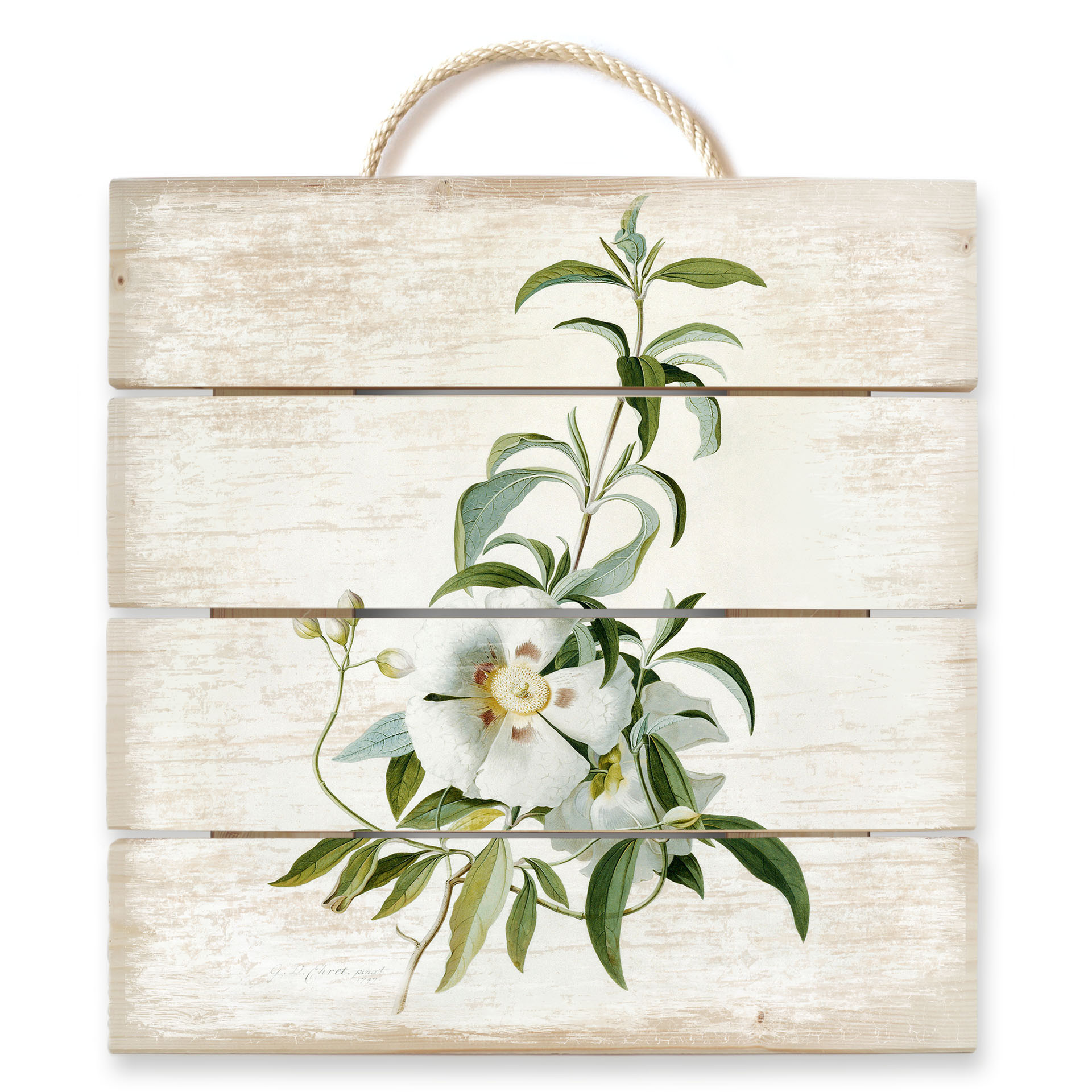 Obraz drewniany Ehret - Cistus rose - 40x41,5 cm