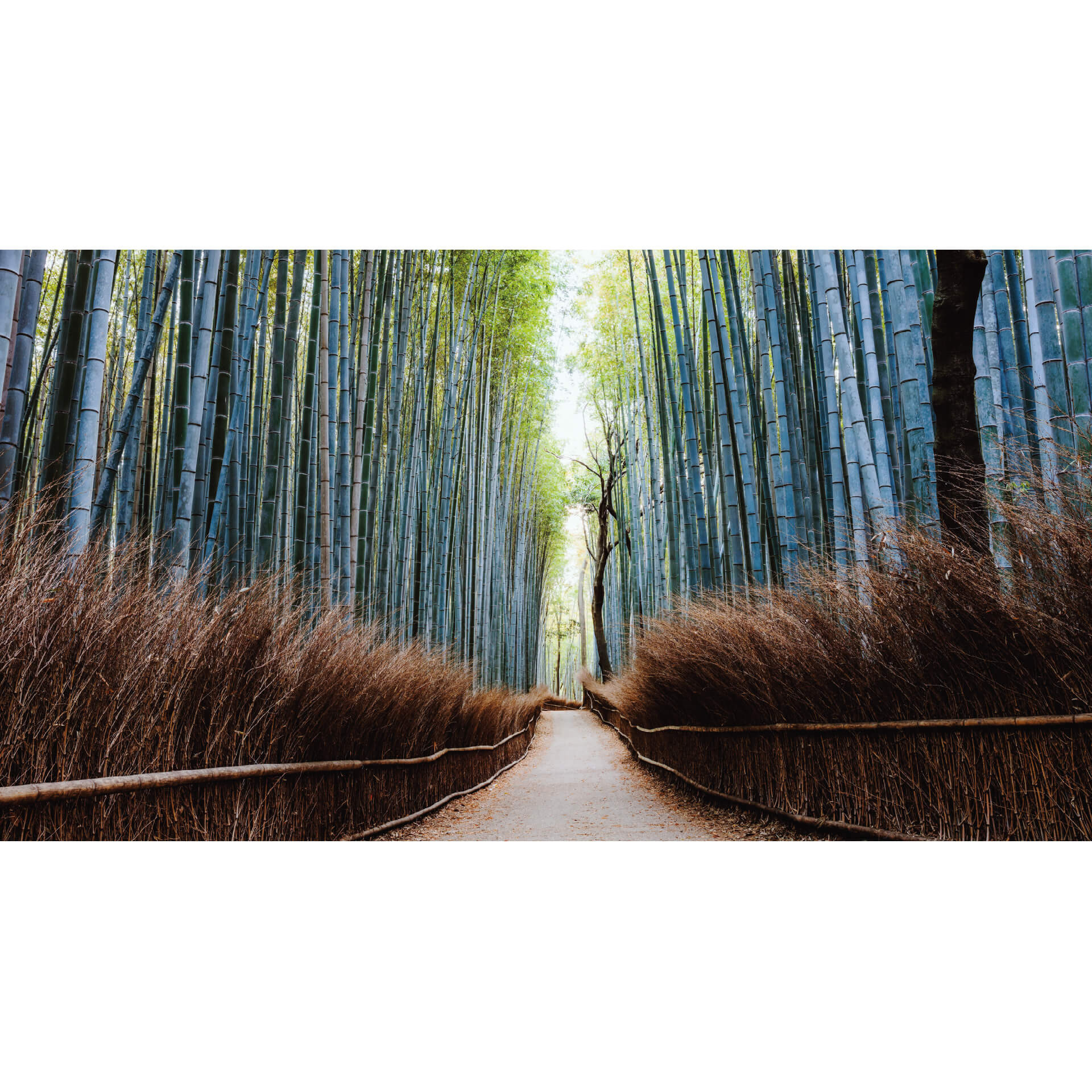 Fotobehang Colombo - Bamboegrot in Japan
