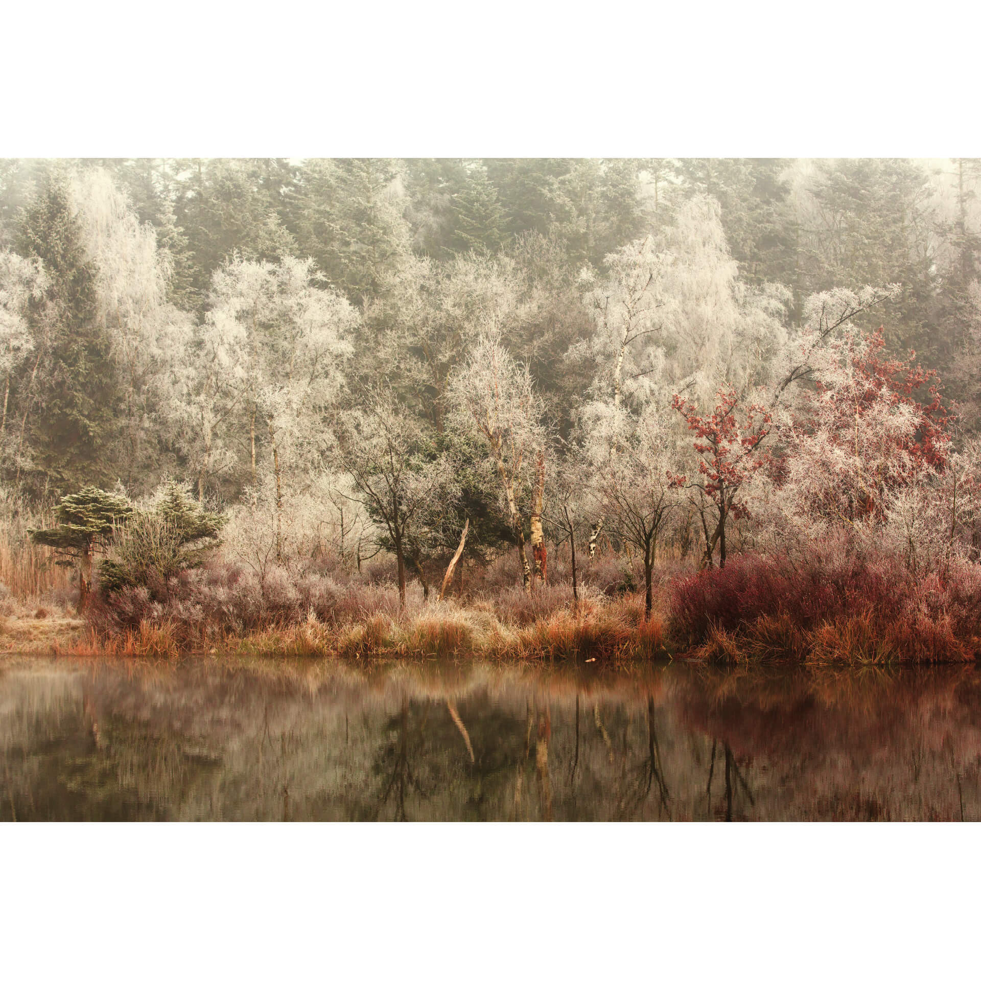 Fotobehang van Dongen - Frosted Forest
