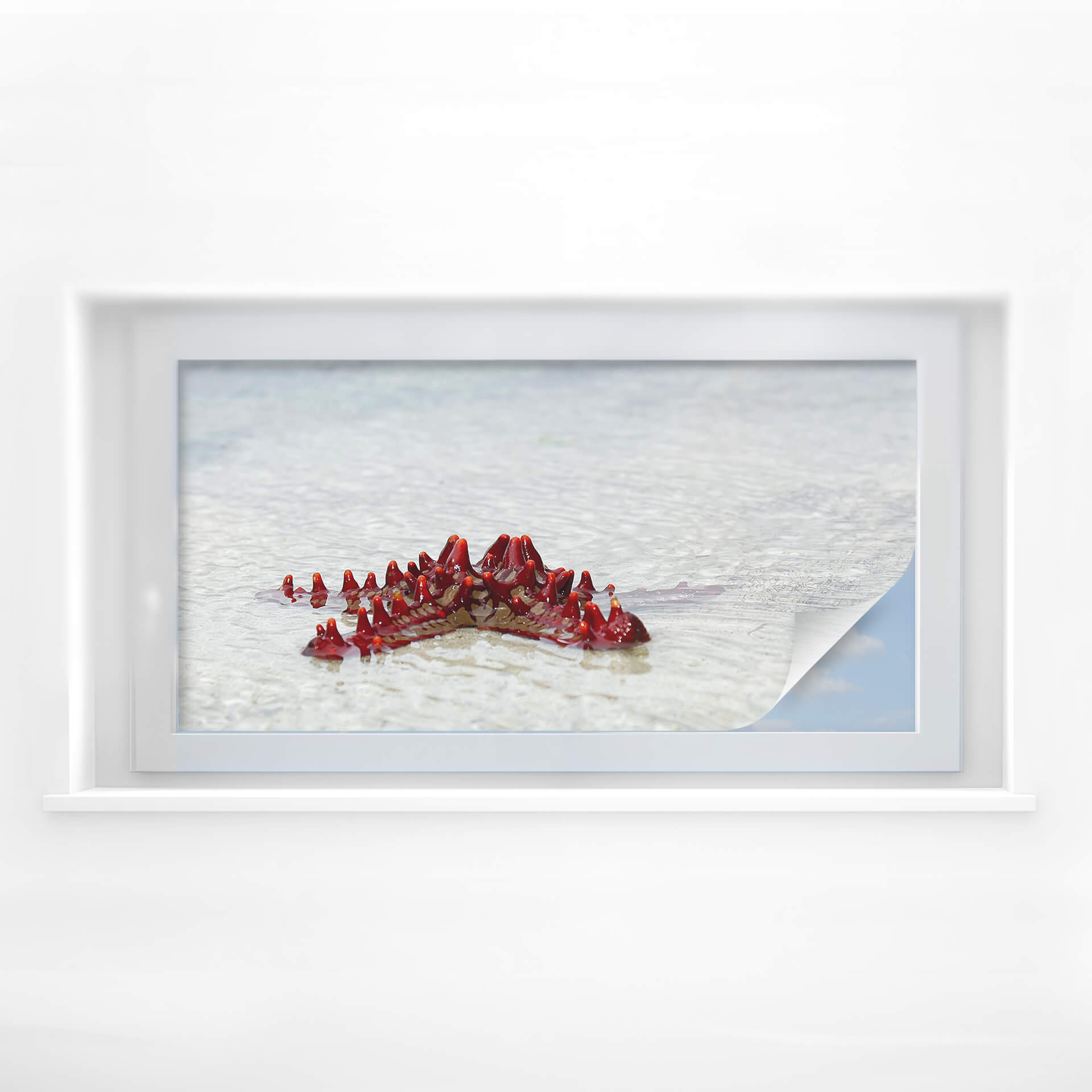 Raamfolie Zeesterren