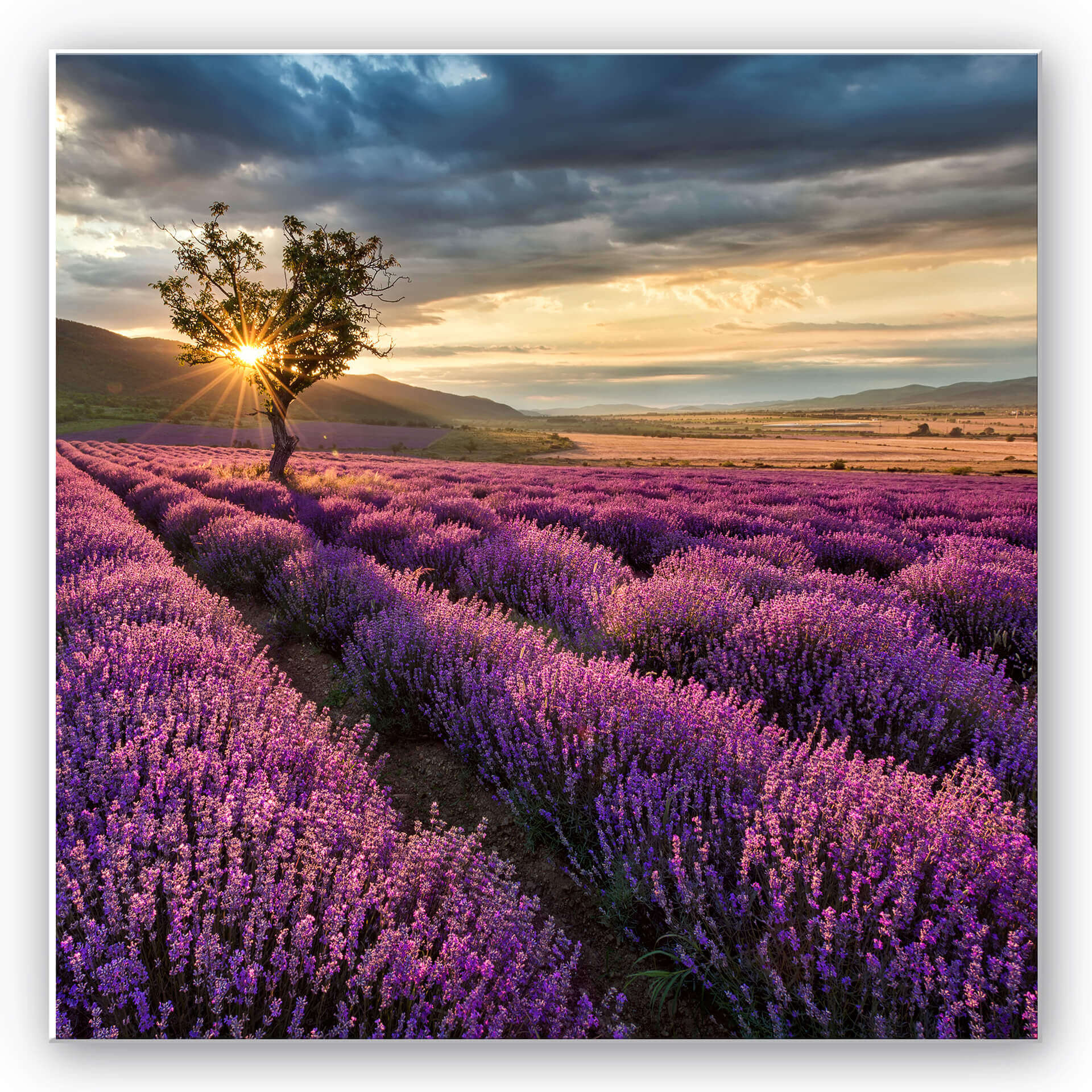 Wandbild Lavendelblüte in der Provence - quadratisch