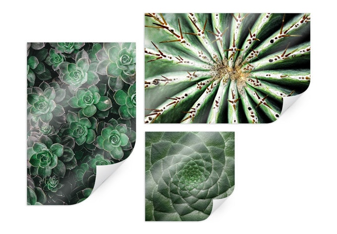 Poster - Set de succulentes (3 parties)