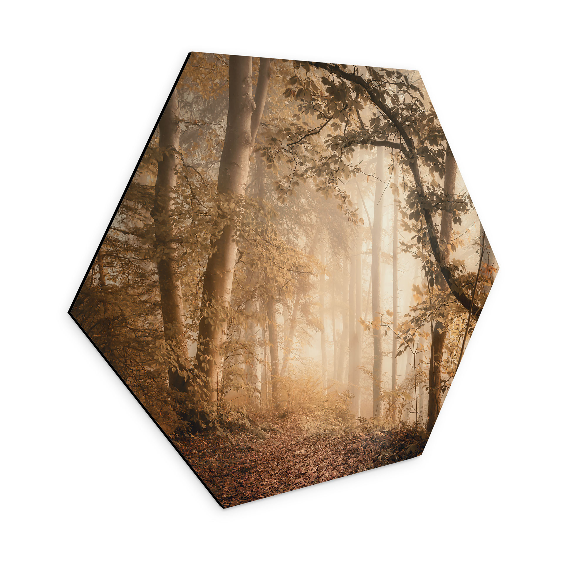 Hexagon Dibond Skov i morgentåge - Maier