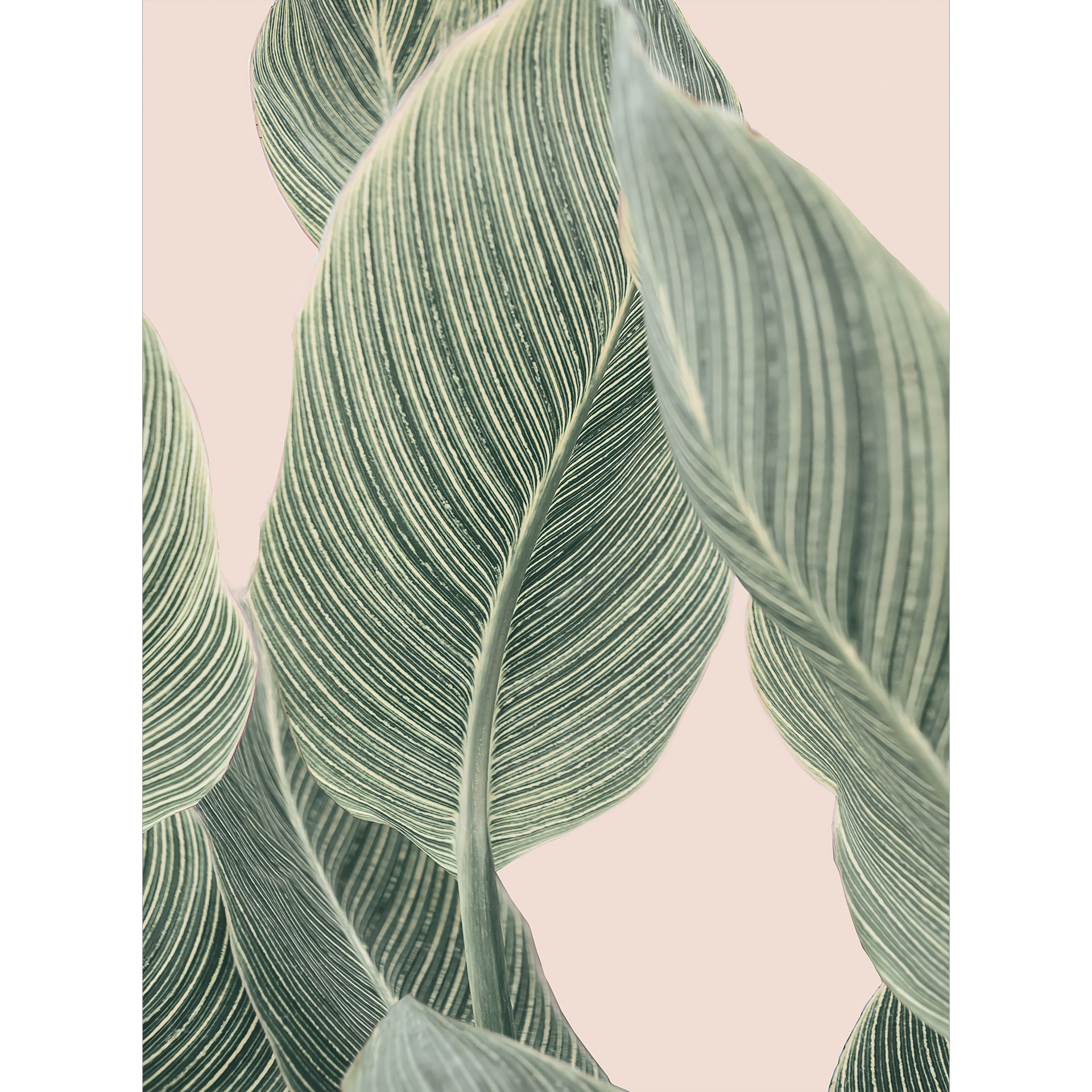 Fotobehang Calathea plant - Sisi & Seb