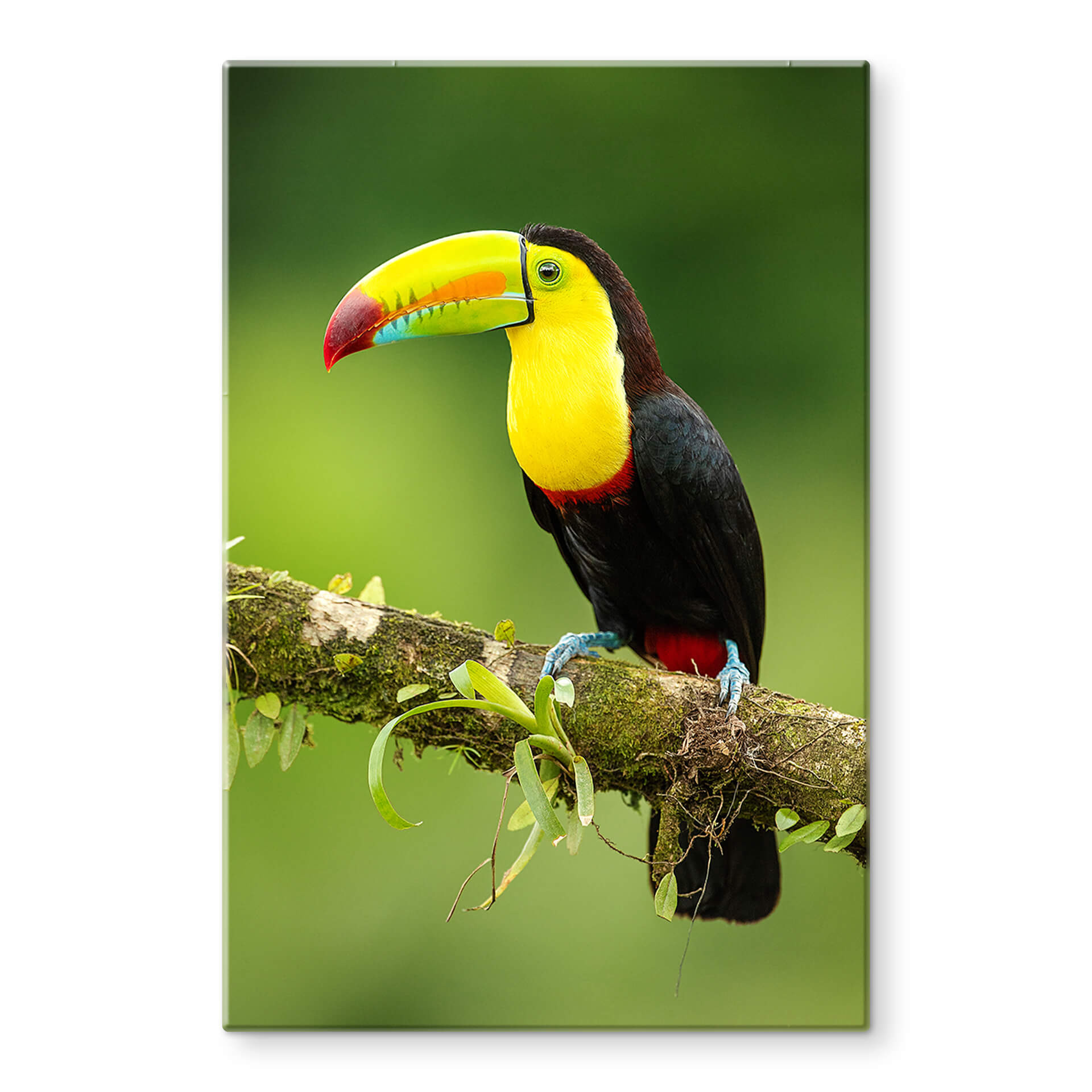 Glasschilderij van Duijn - Toekan in Costa Rica
