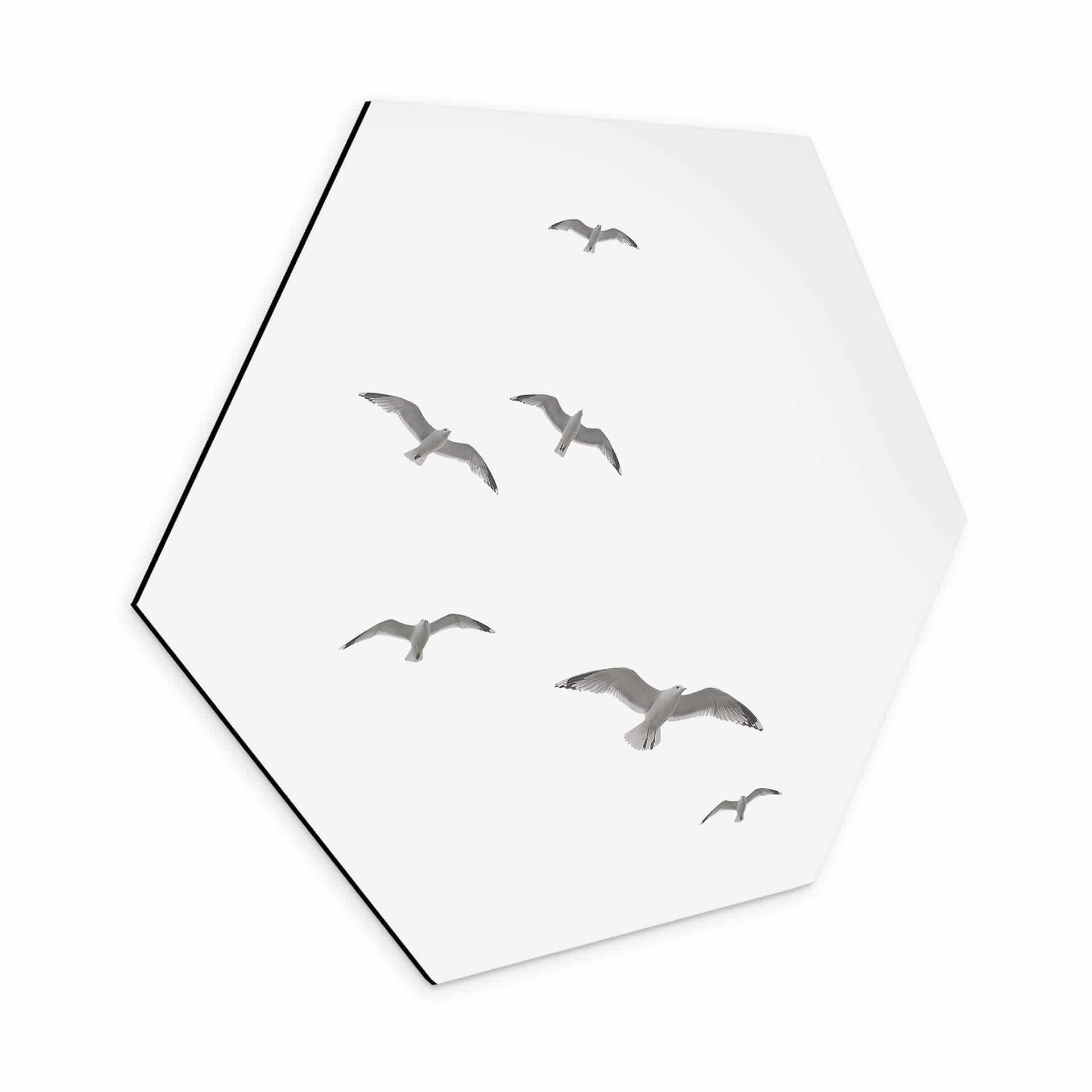 Hexagone - alu-Dibond Mouettes dans le ciel