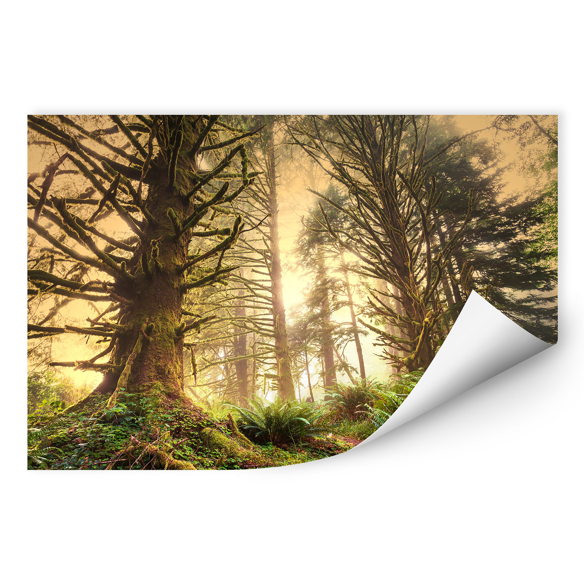 Wallprint Zauberwald