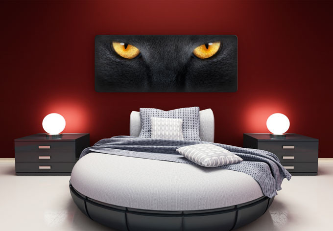 Glasbild Katzenaugen - Panorama