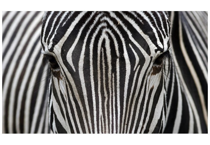 Raamsticker: Zebra