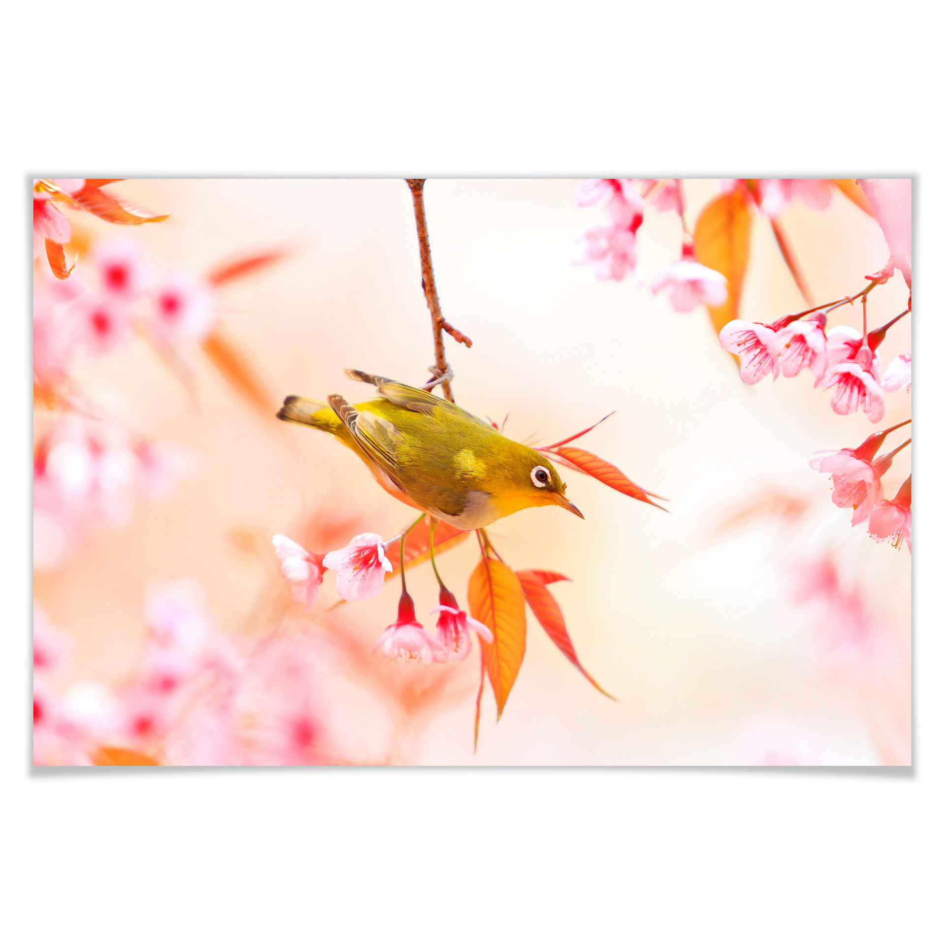 Poster - Pépiement d'oiseaux dans les fleurs de cerisier