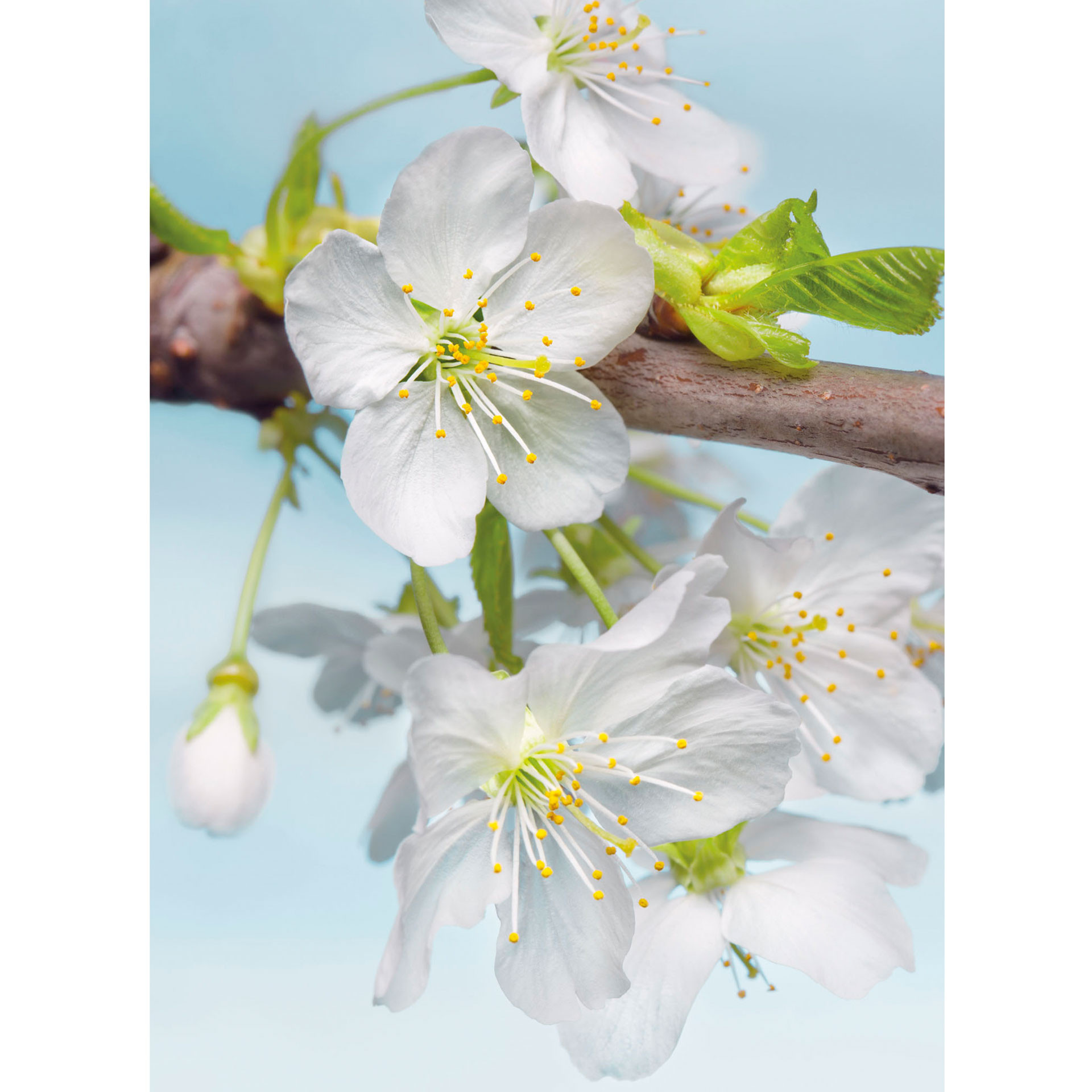 Fotobehang Vliesbehang Blossom