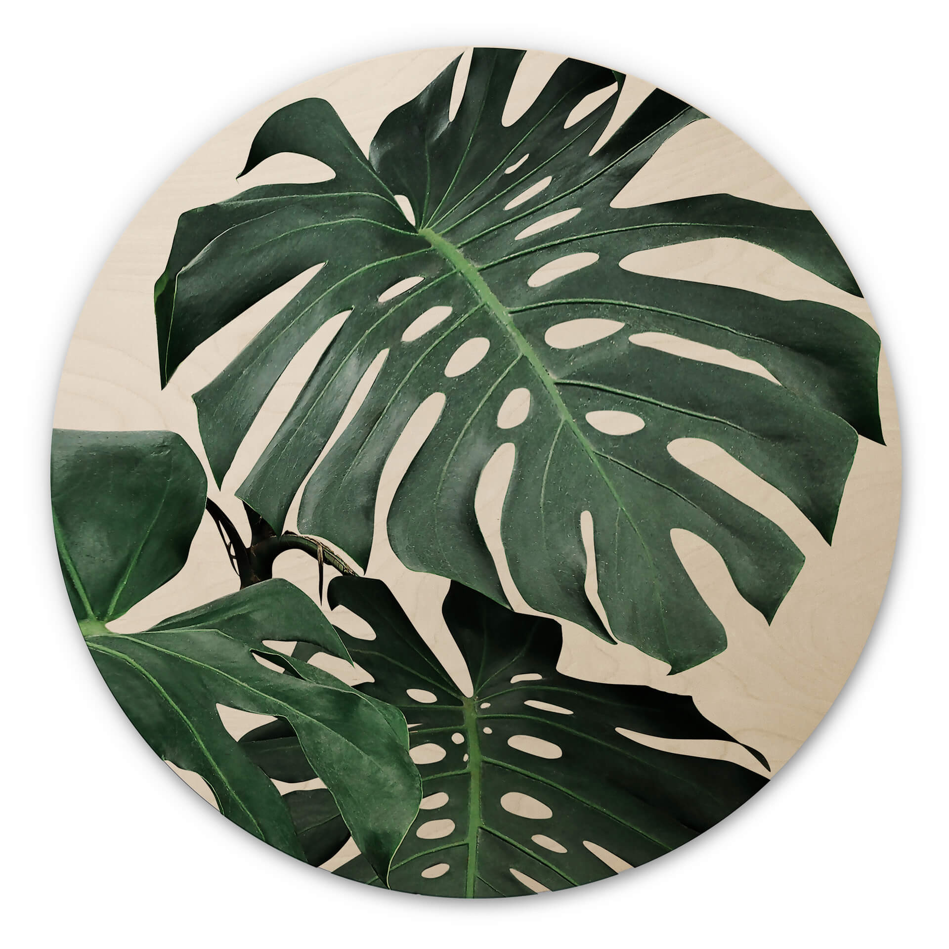 Stampa su legno Sisi & Seb - Monstera - tondo