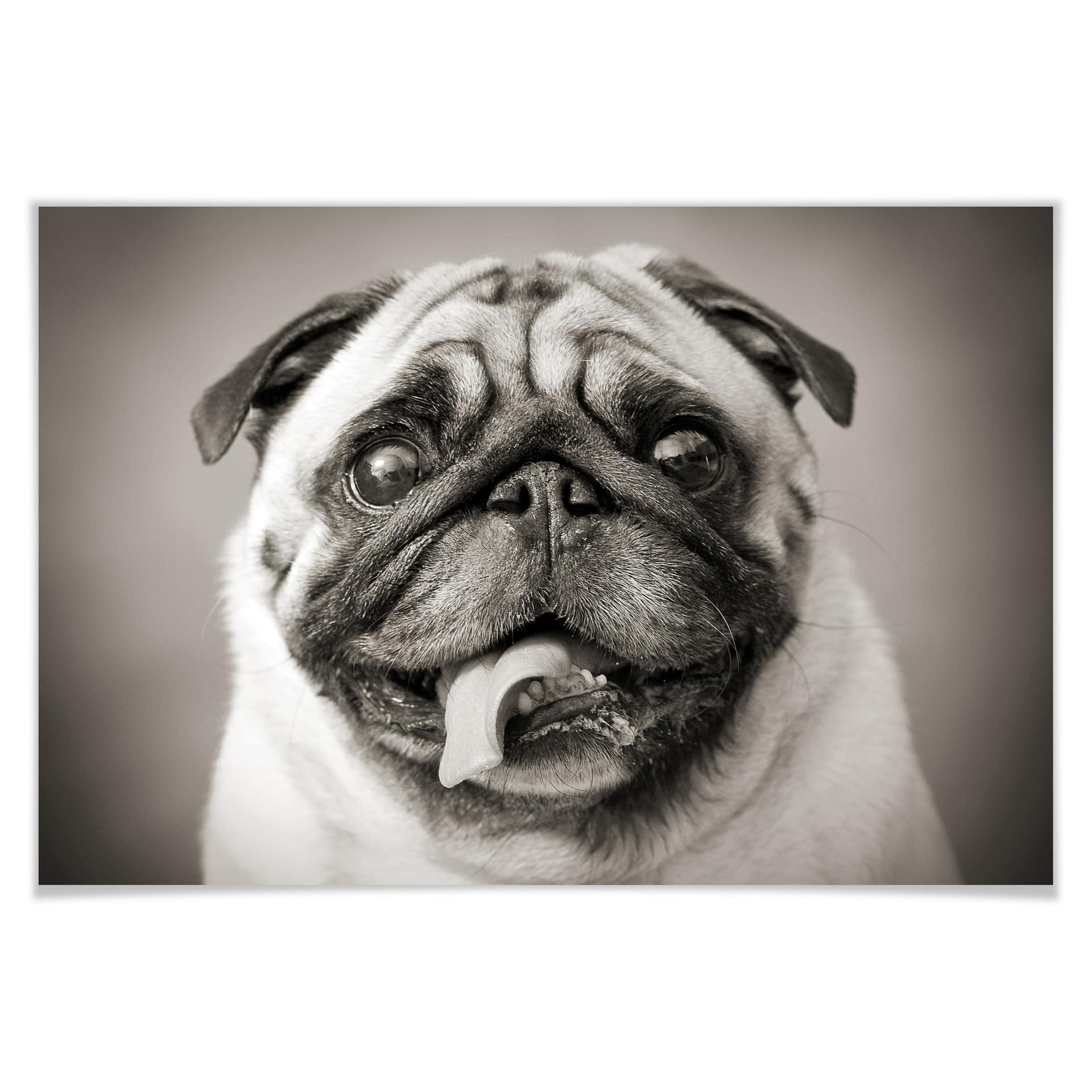 Poster - Chien bien aimé