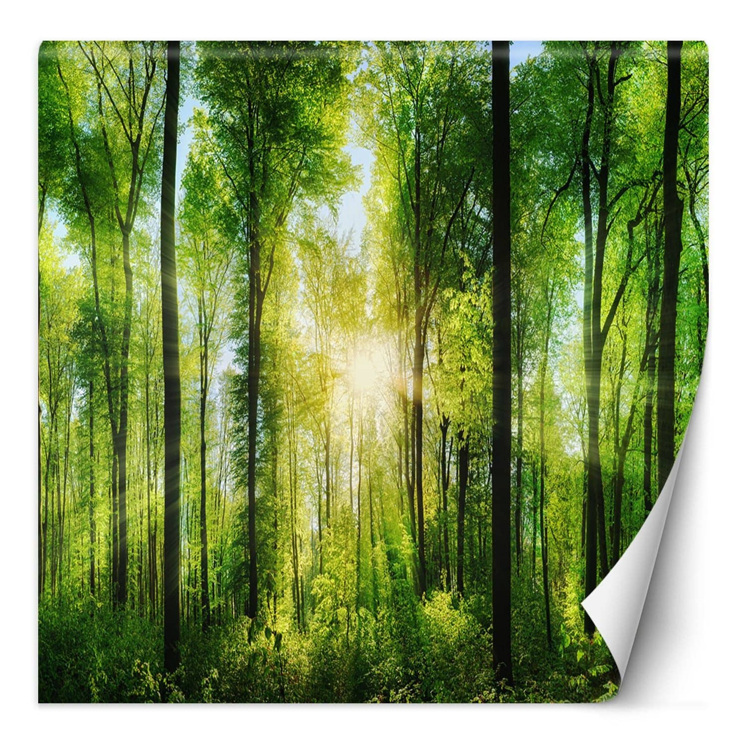 Fototapete, Wald Landschaft Natur Baume
