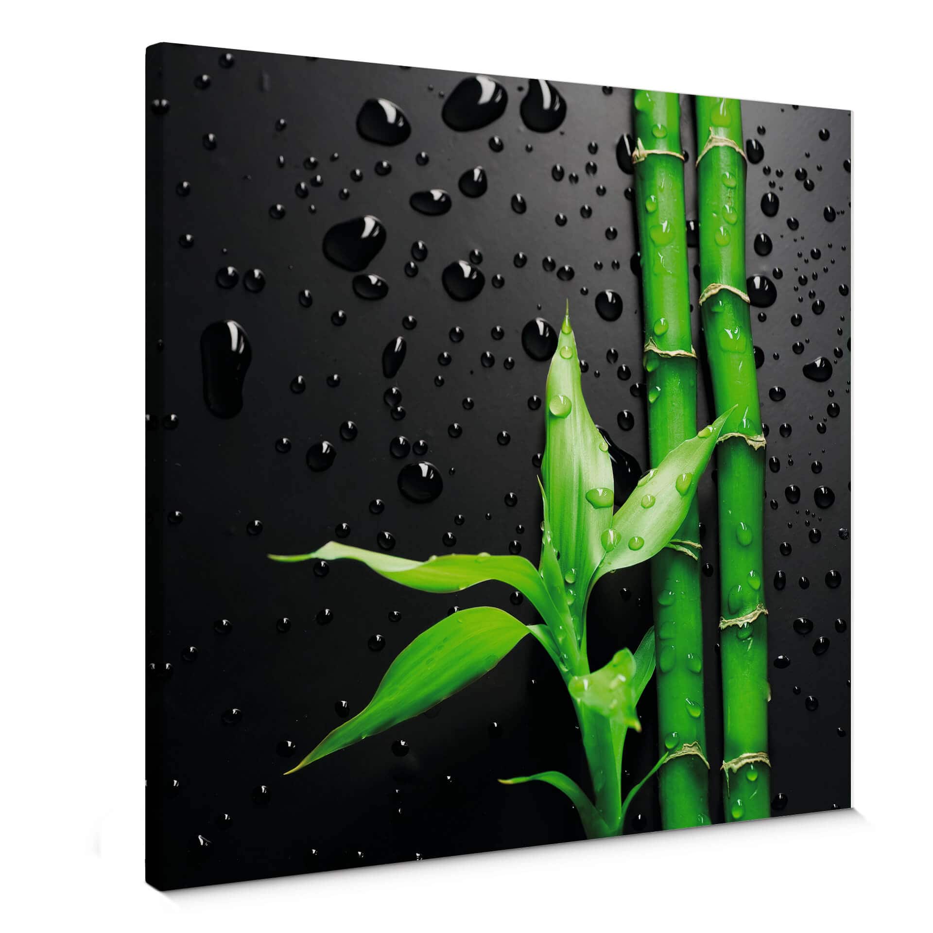 Obraz na płótnie Bamboo Over Black - kwadrat