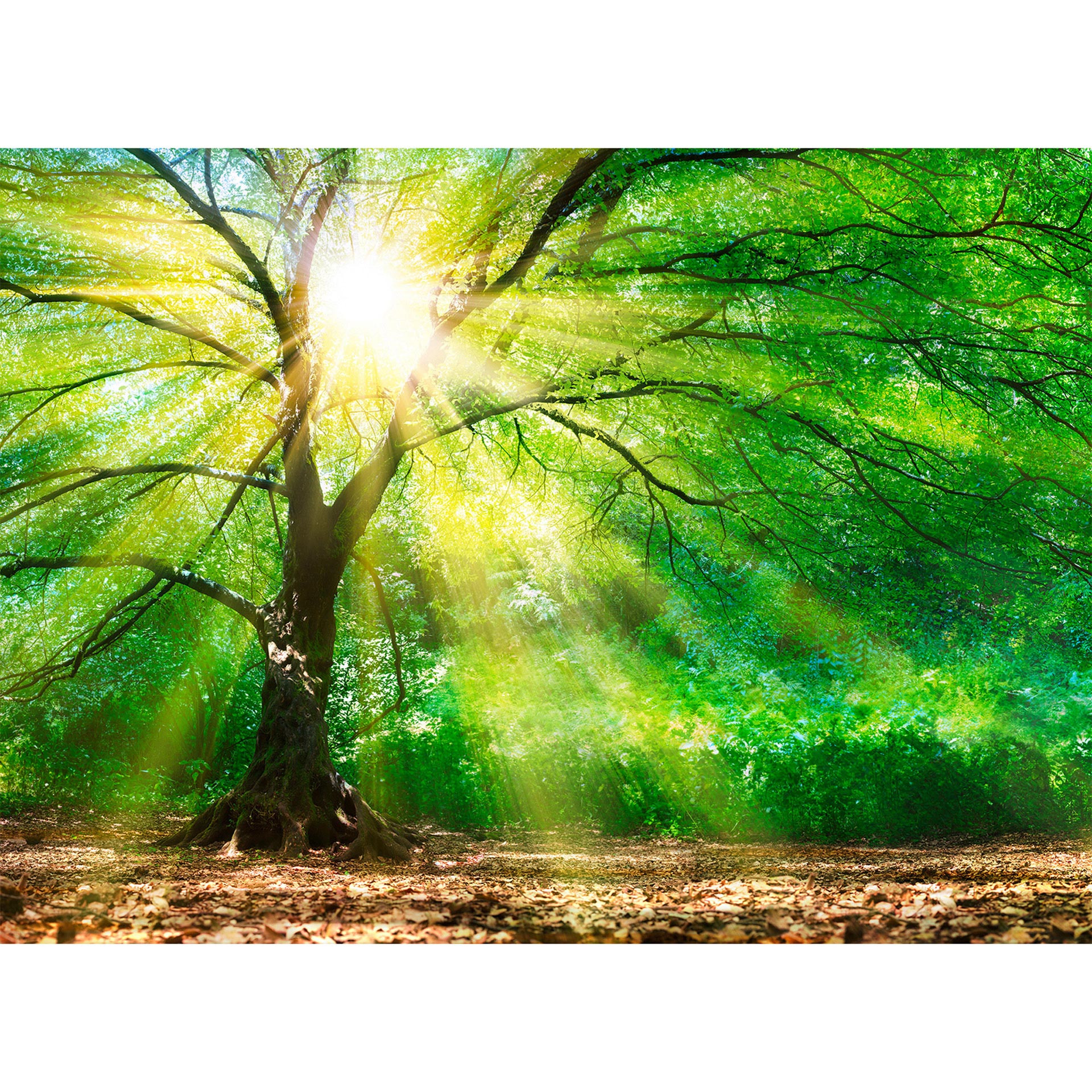 Livingwalls Fotobehang Designwalls Forest Light