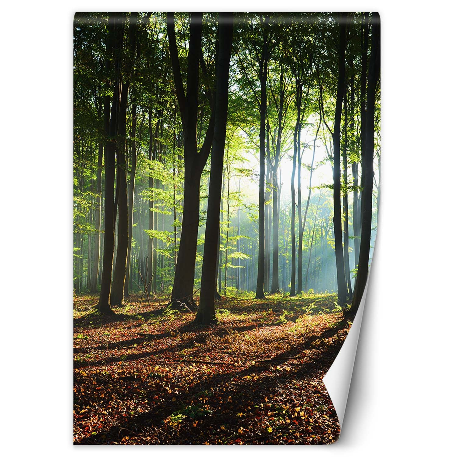 Fototapete, Morgen in einem grünen Wald