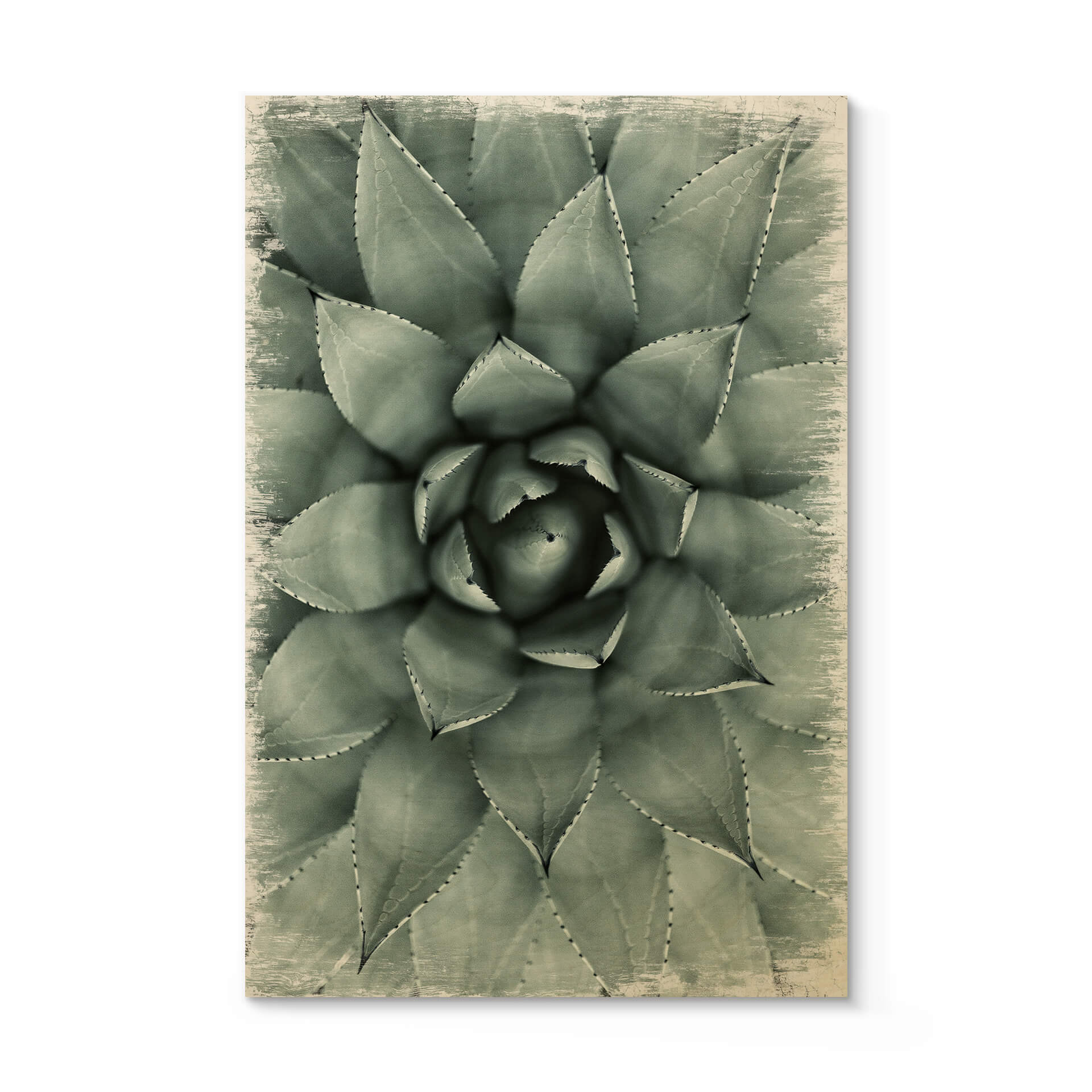 Plakat drewniany Agave 02