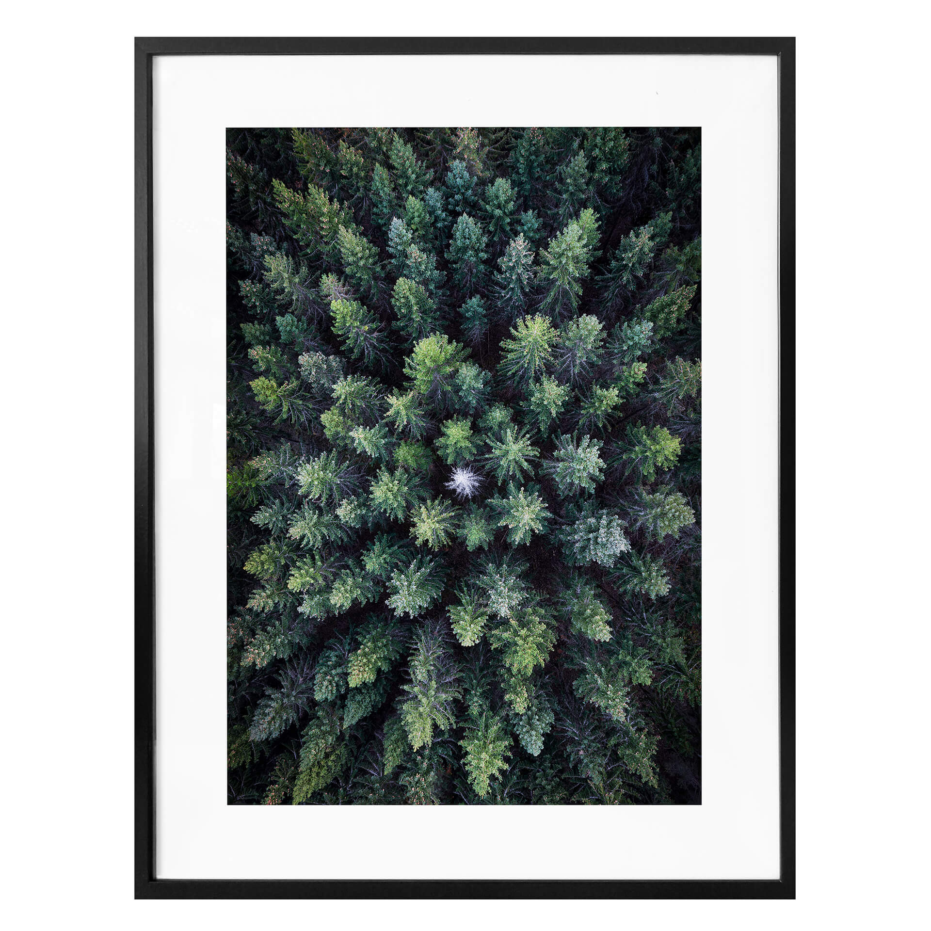 Plakat Lindsten - Treetops