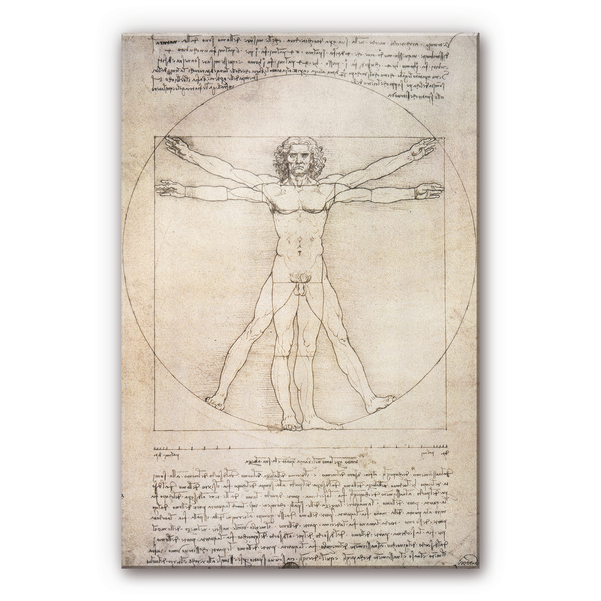 Akrylbillede da Vinci - Den vitruvianske mand