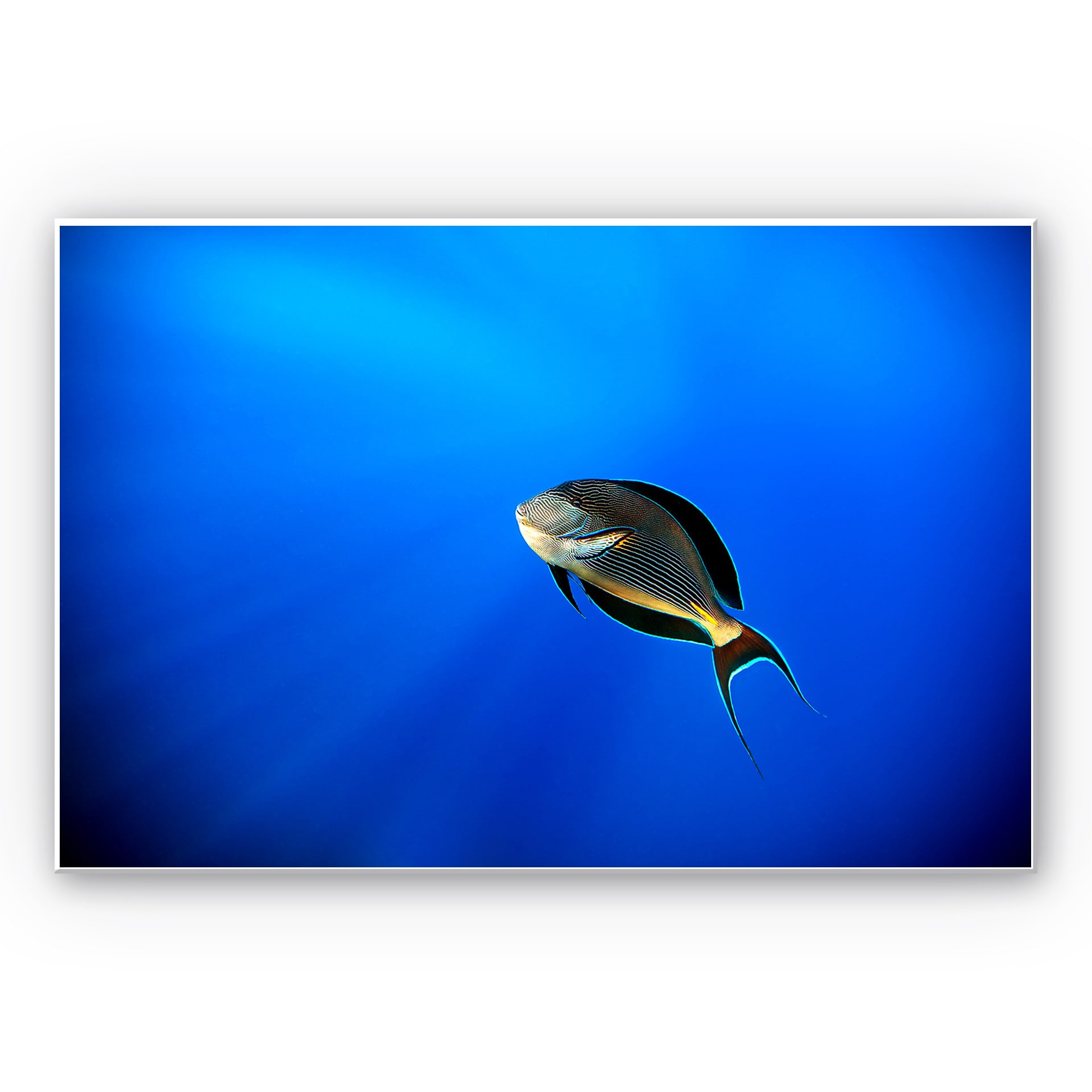 Wandbild Catta - Deep Ocean
