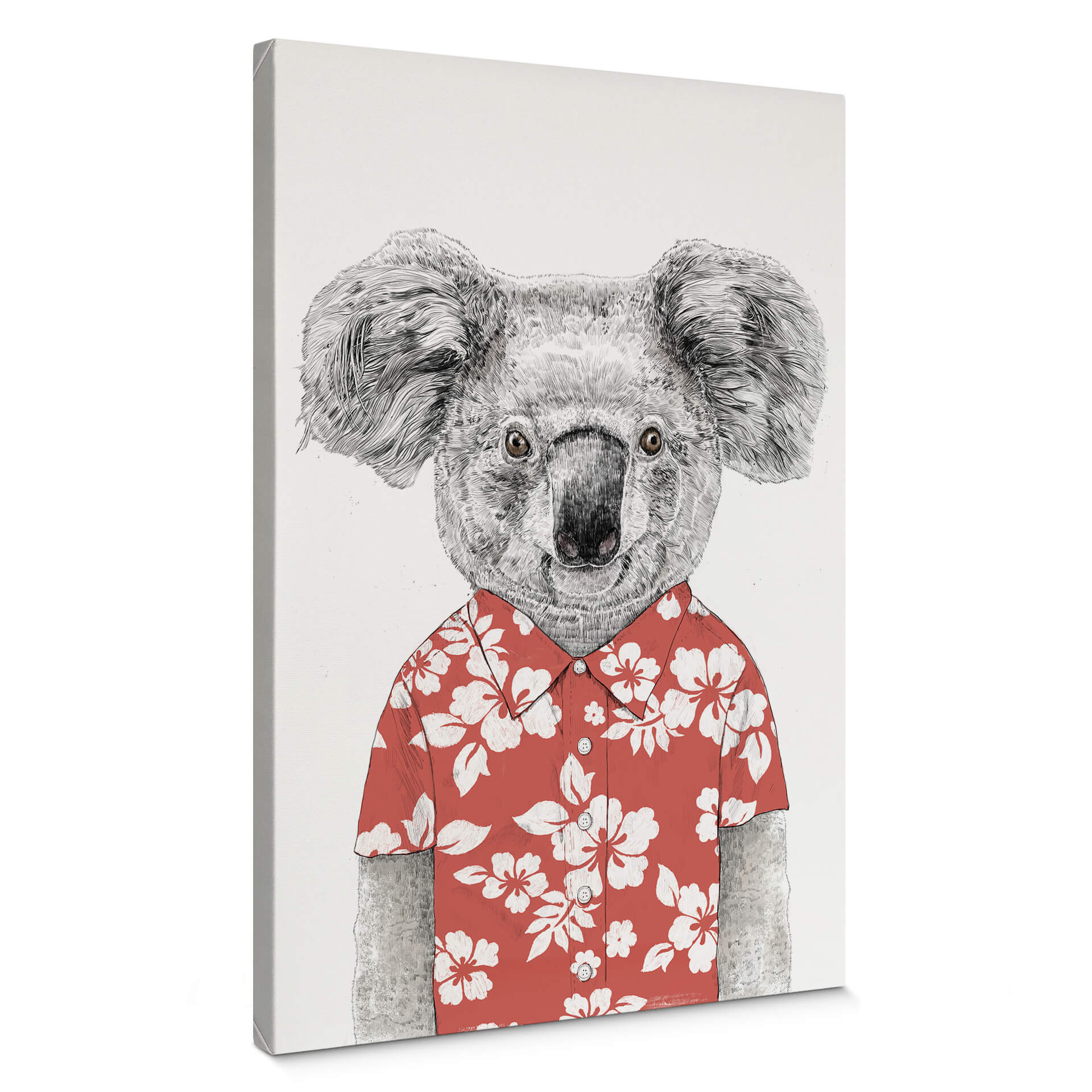 Obraz na płótnie Solti - Koala latem