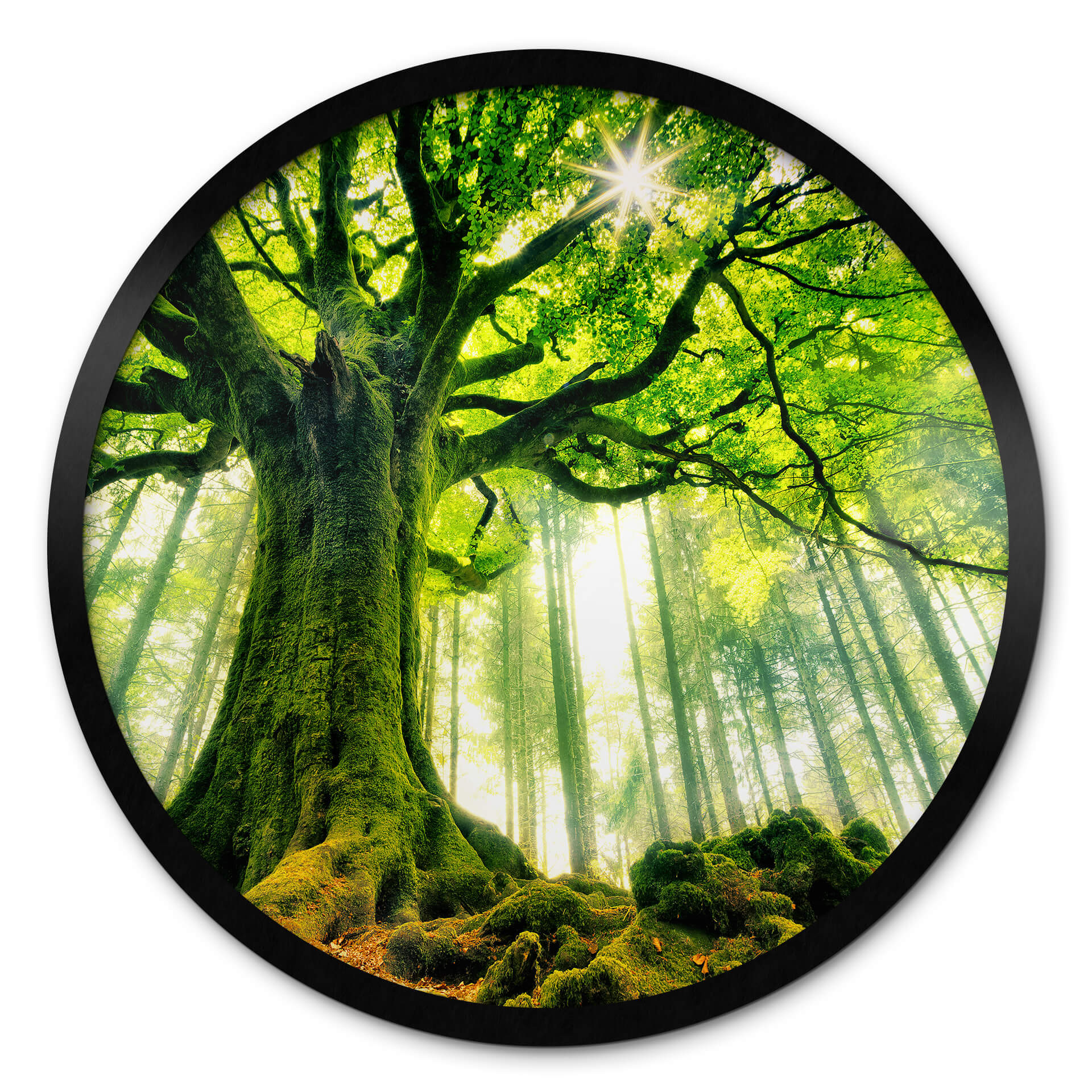 Poster rond Kiciak - forêt de conte de fées