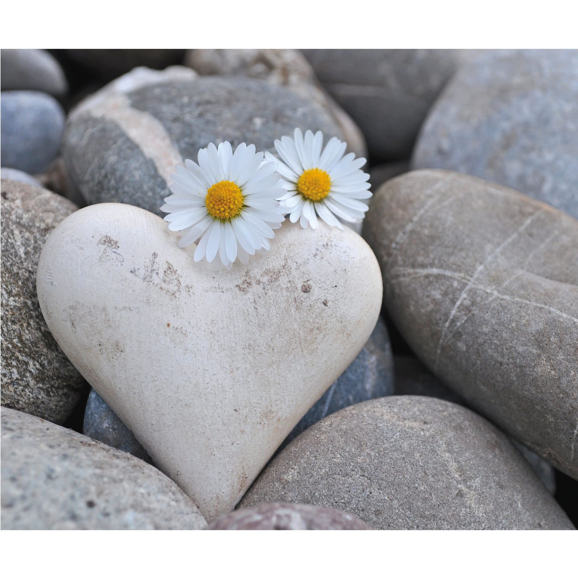 Fotobehang Liefdesbloemen