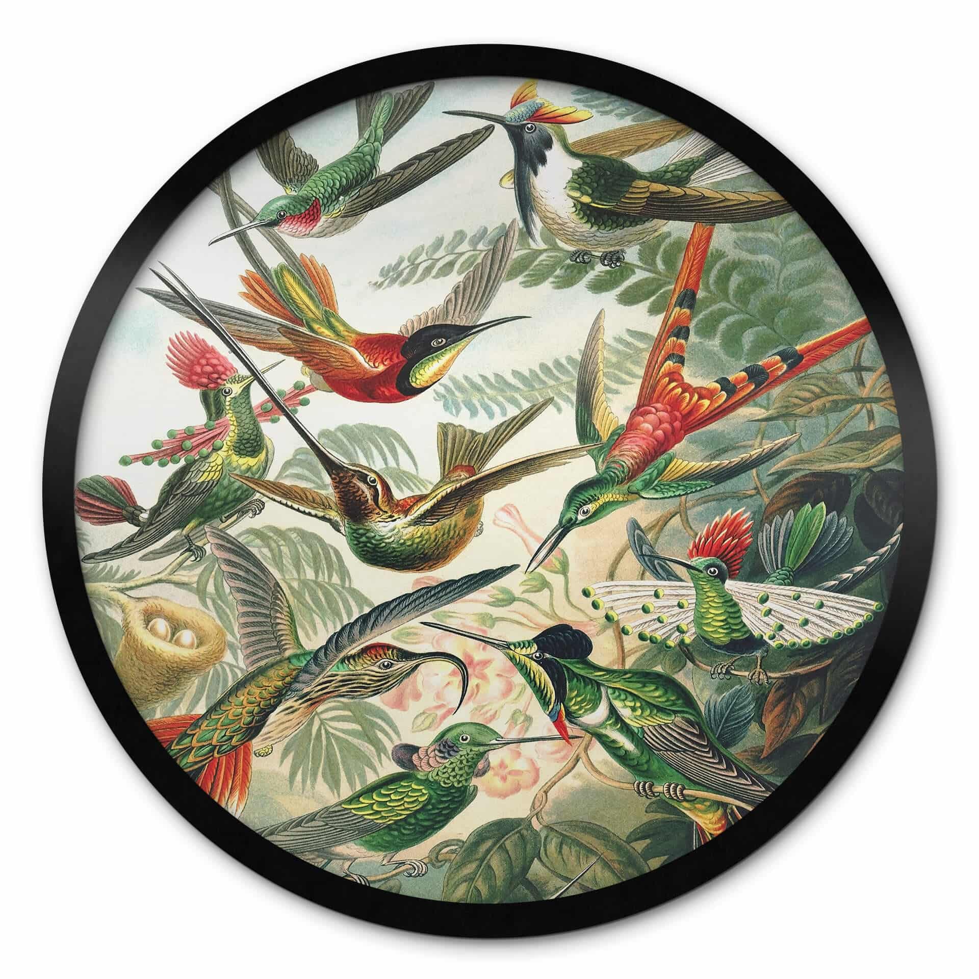 Poster Haeckel - Hummingbirds