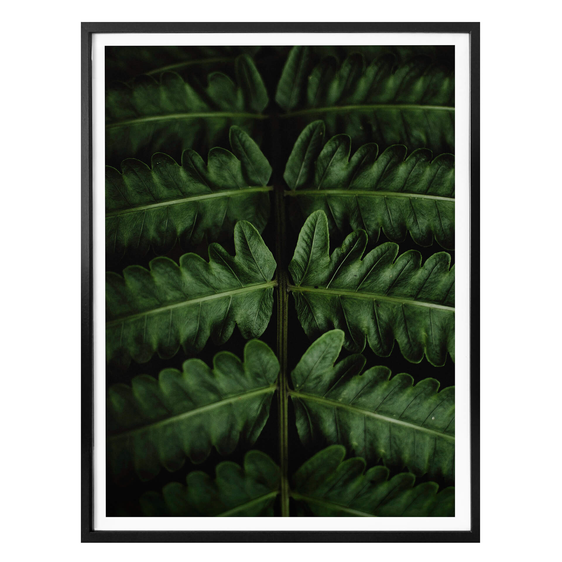 Poster Botanical 02