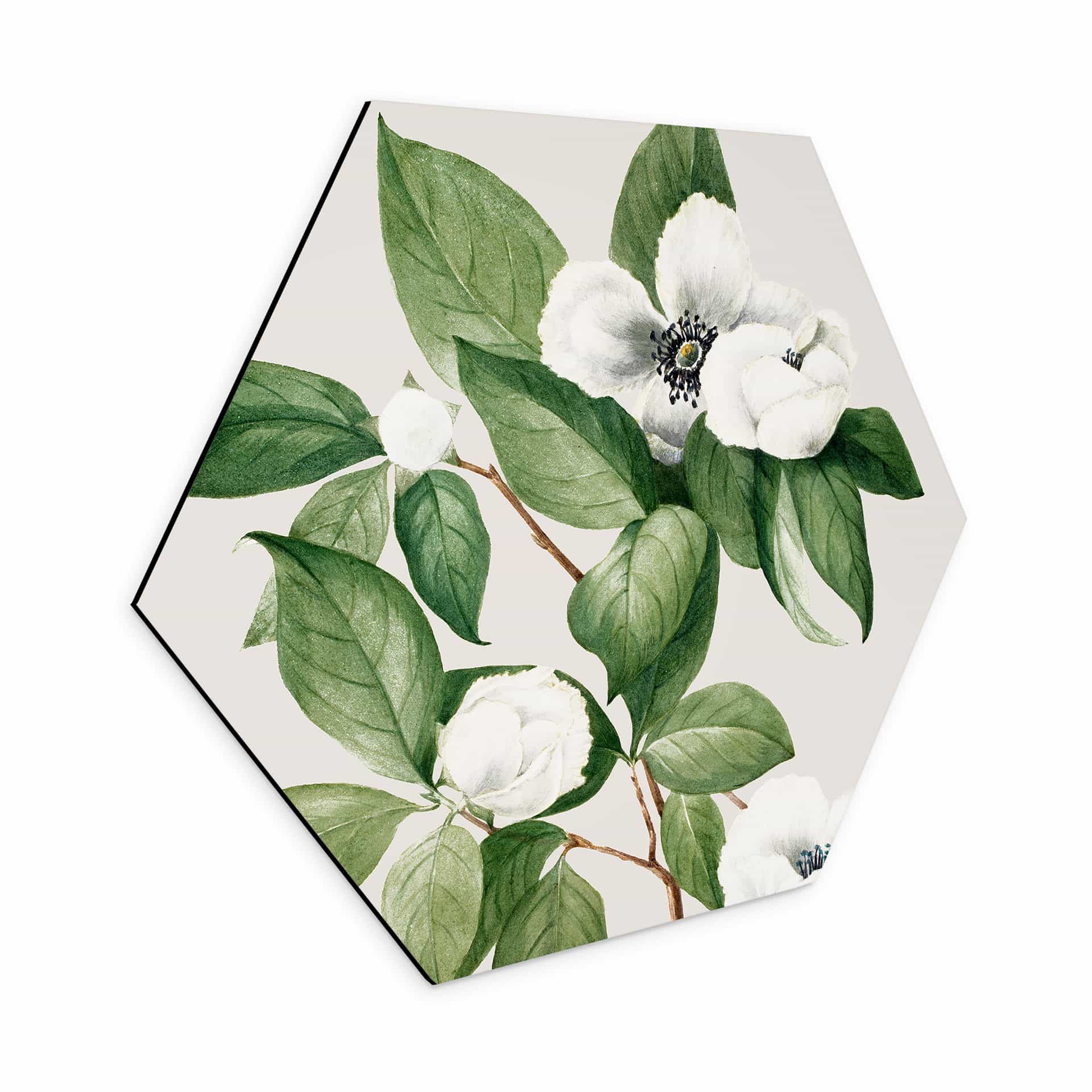 Hexagon Wandbild Botanik Illustration einer Scheinkamelie - Walcott - Alu-Dibond