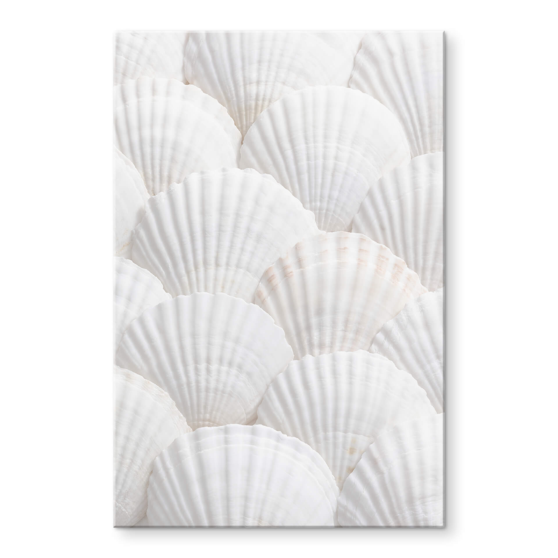 Akrylbillede 1X Studio - Shell ensemble