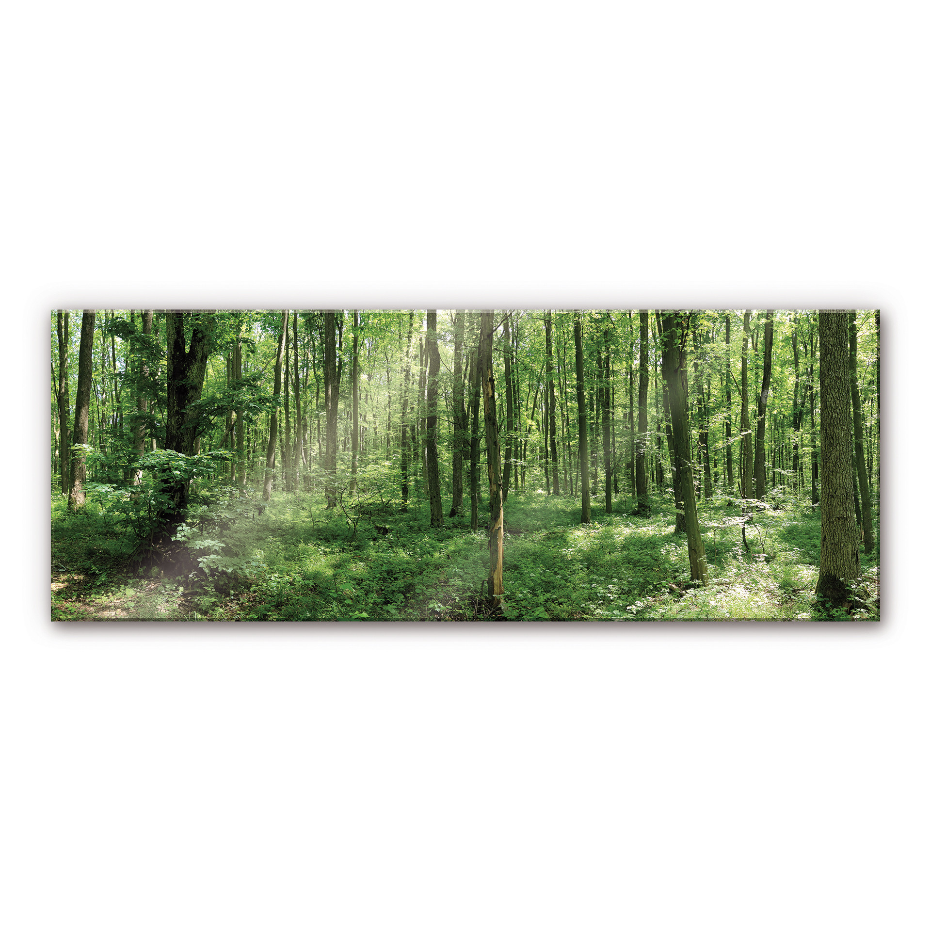 XXL Wandbild Waldpanorama 01