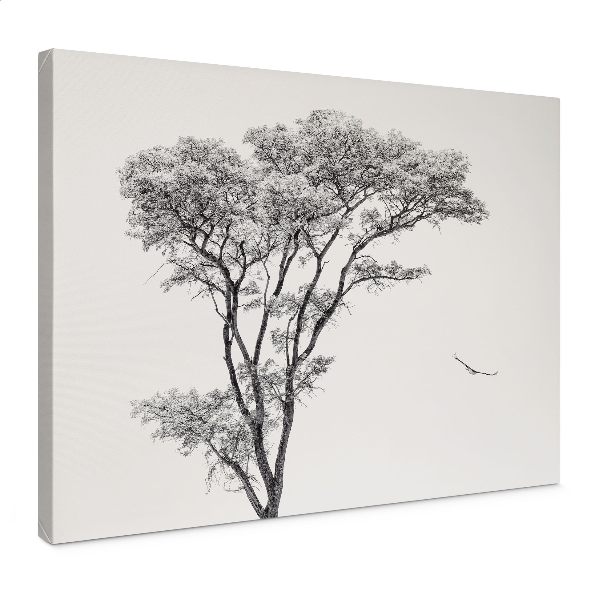 Leinwandbild Minimalistischer Baum in ruhiger Landschaft - Flour